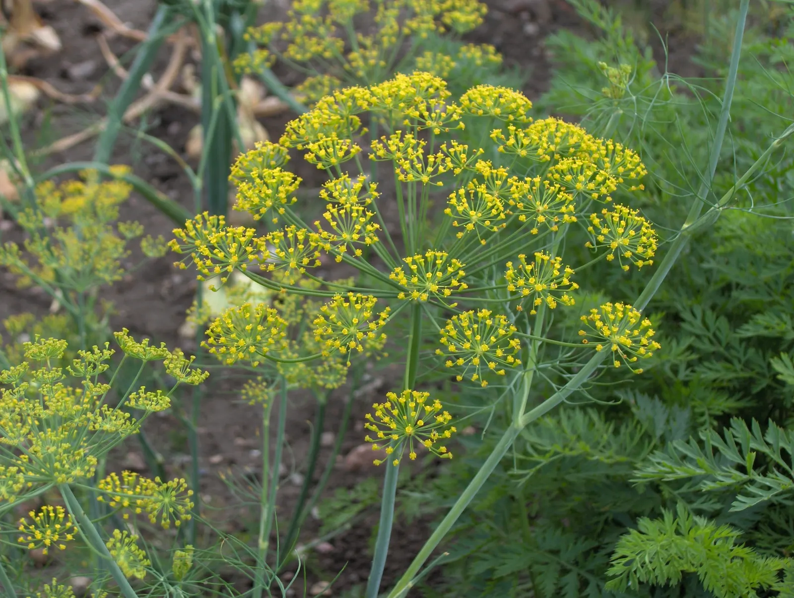 Dill (Anethum Graveolens) — Characterized by feathery; are finely divided and soft to the touch, image 52