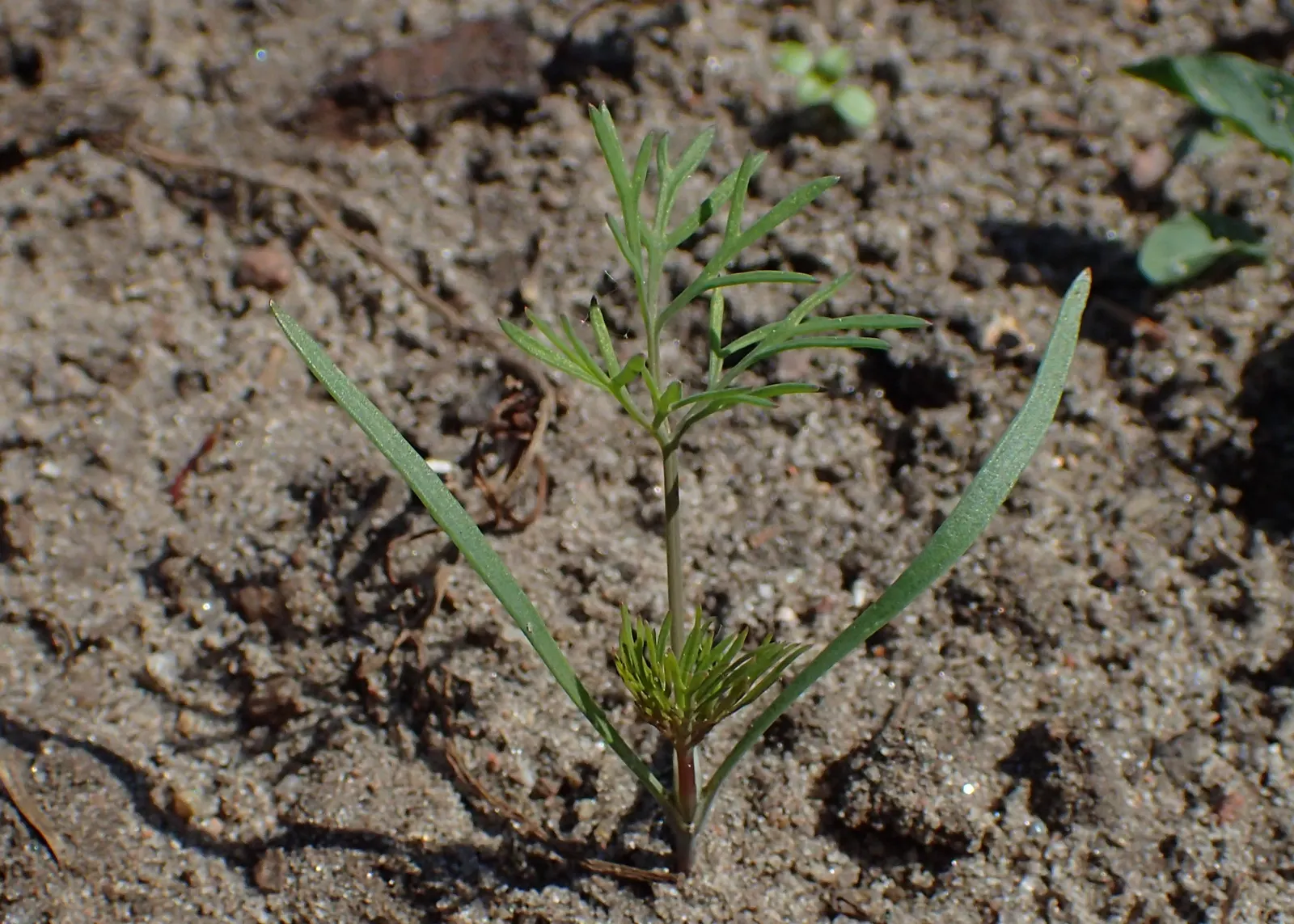 Dill (Anethum Graveolens) — annual / herb for full