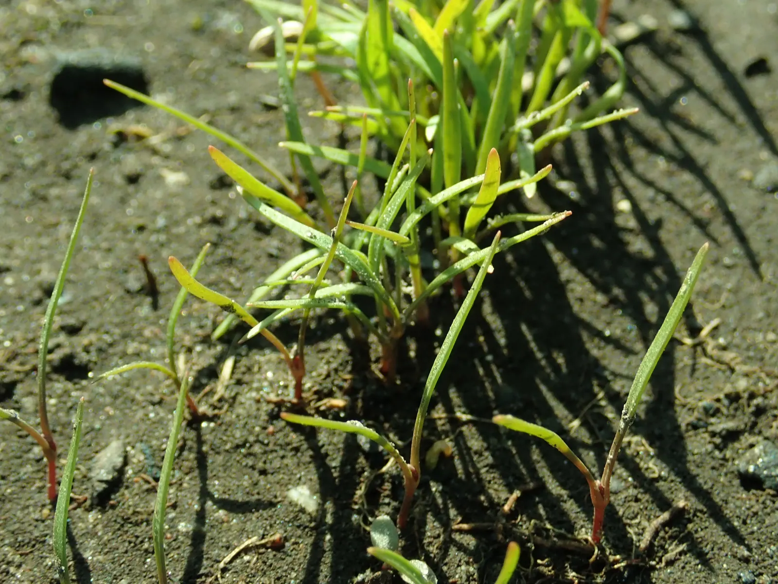 Dill (Anethum Graveolens) — Anethum graveolens thrives in full sun and prefers a well-draining soil with a pH between 5.8 and 6.5; reaches a mature, image 66