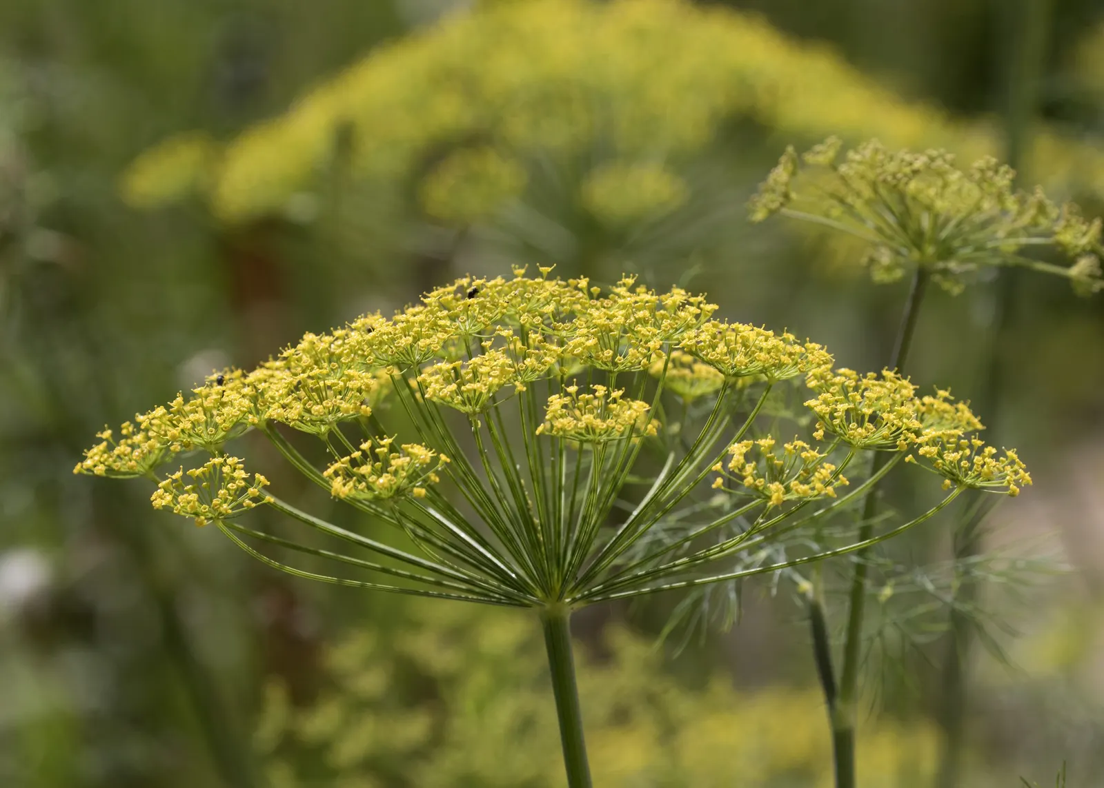 Dill (Anethum Graveolens) — yellow flowers in the garden; native to the Mediterranean and Eastern Europe, image 73