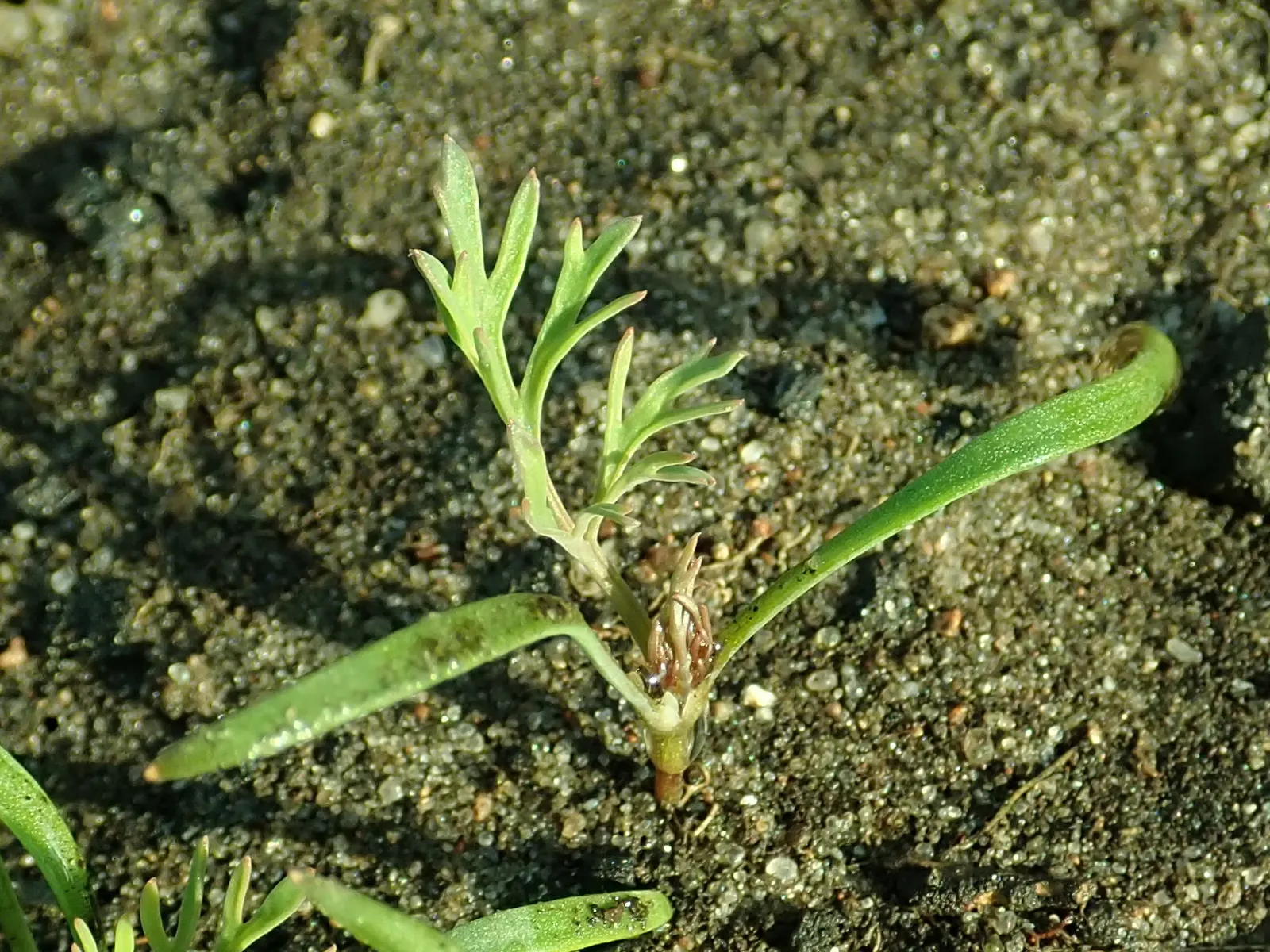 Dill (Anethum Graveolens) — making it a useful companion in the garden.<br><br>When considering this herb for landscape design; emanating a distinctive sweet