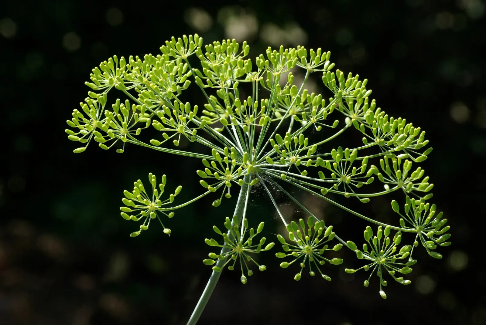 Dill (Anethum Graveolens) — are finely divided and soft to the touch; annual / herb with yellow blooms