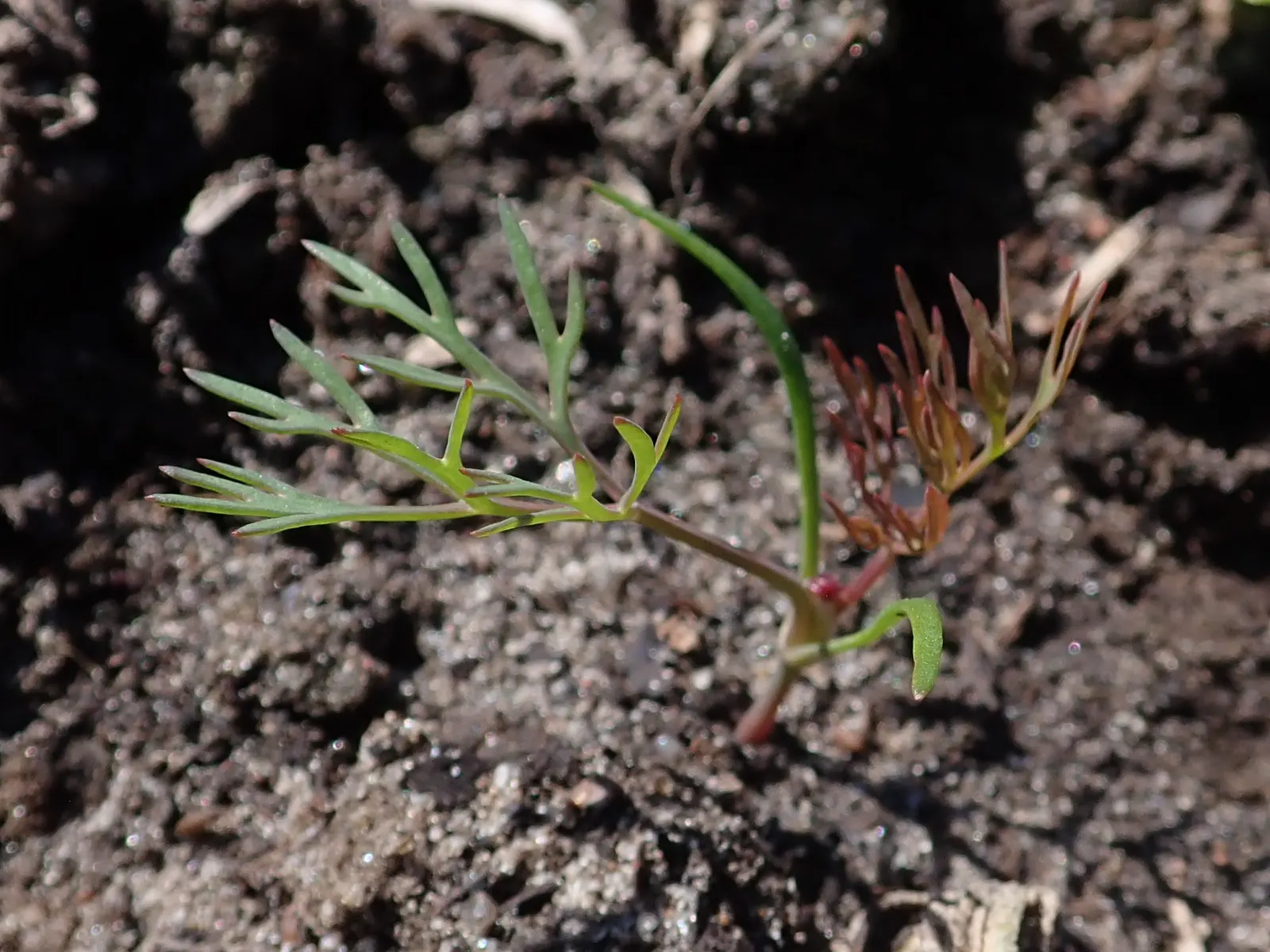 Dill (Anethum Graveolens) — annual / herb for full; as its leaves and seeds are frequently harvested during the growing season