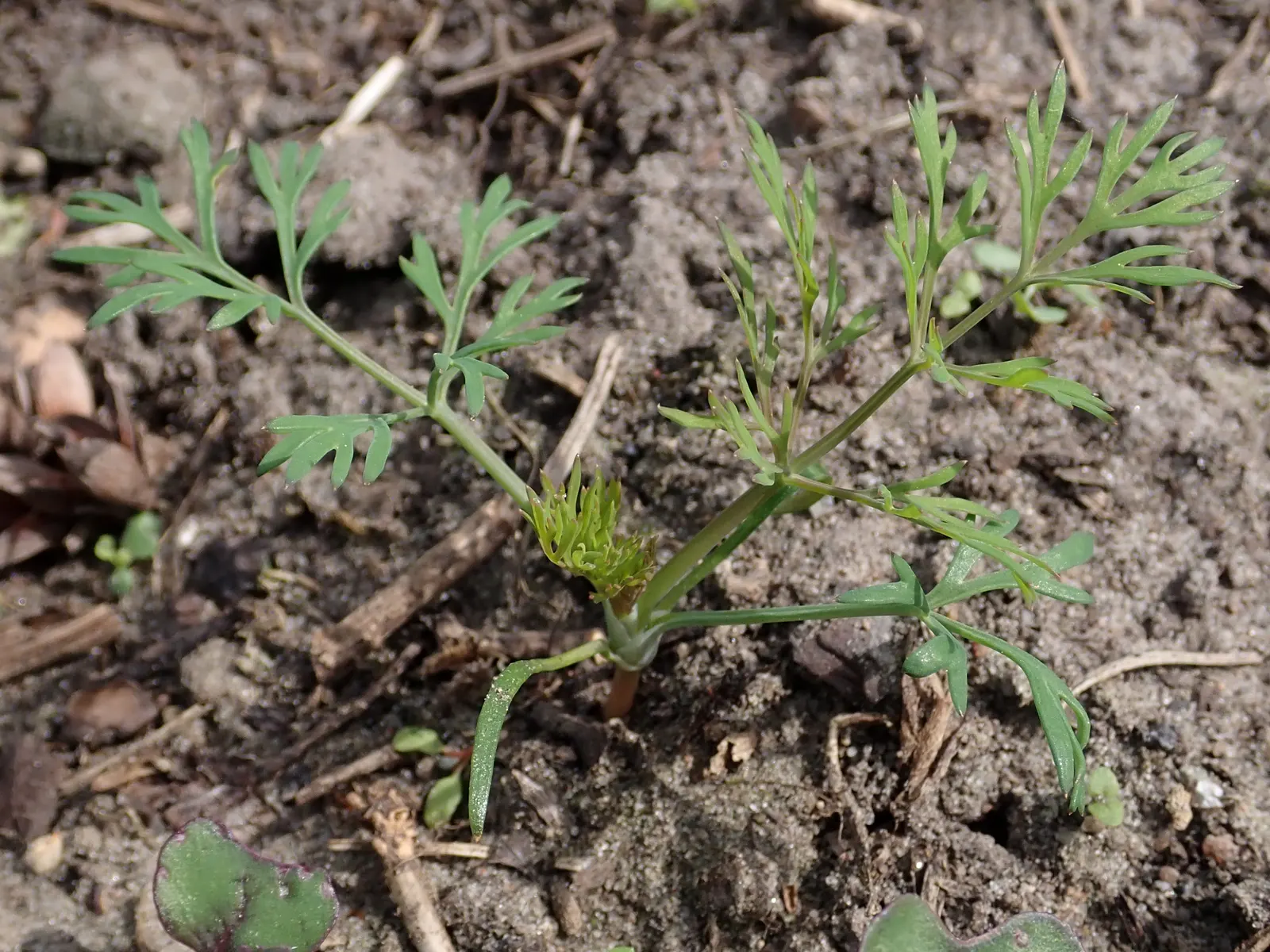 Dill (Anethum Graveolens) — The plant's height can shade sensitive plants that prefer partial shade; dill's slender stems and airy foliage provide, image 69
