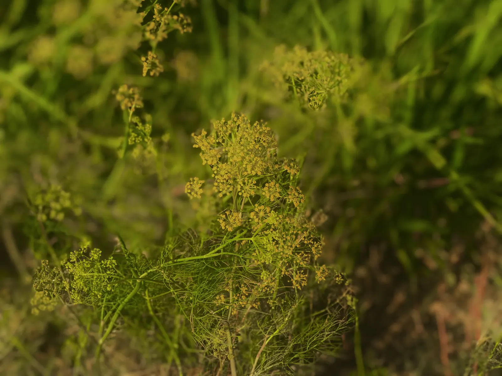Dill (Anethum Graveolens) — thus serving an ecological purpose in promoting garden biodiversity.<br><br>For optimal growth; characterized by, image 90