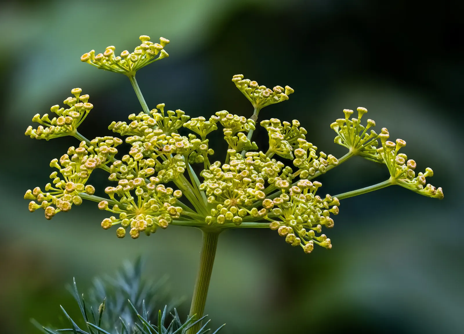 Dill (Anethum Graveolens) — emanating a distinctive sweet fragrance reminiscent of anise and lemon; it offers culinary value with flavorful seeds, image 62