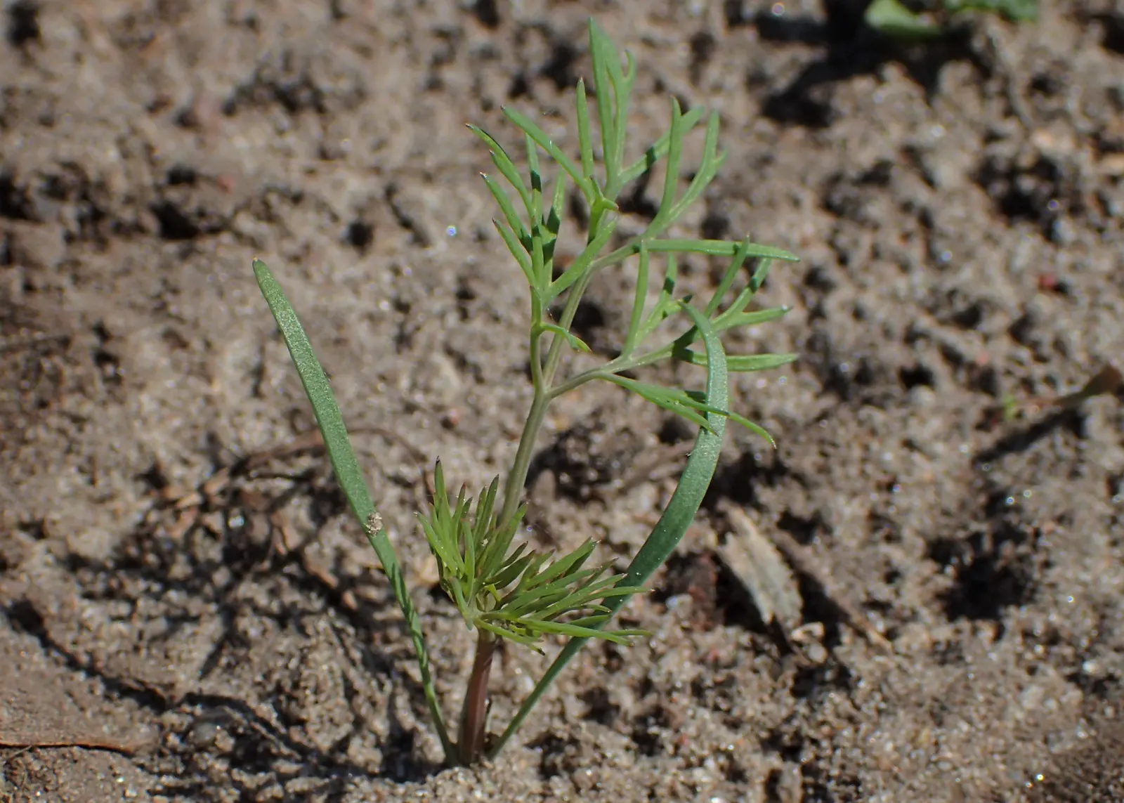 Dill (Anethum Graveolens) — reaches a mature height of roughly 3 to 4 feet and spreads approximately 18 to 24 inches
