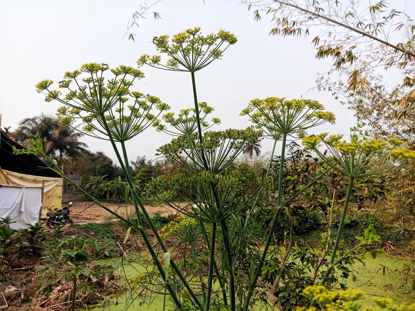 Dill (Anethum Graveolens) — Space plants 18-24 inches apart