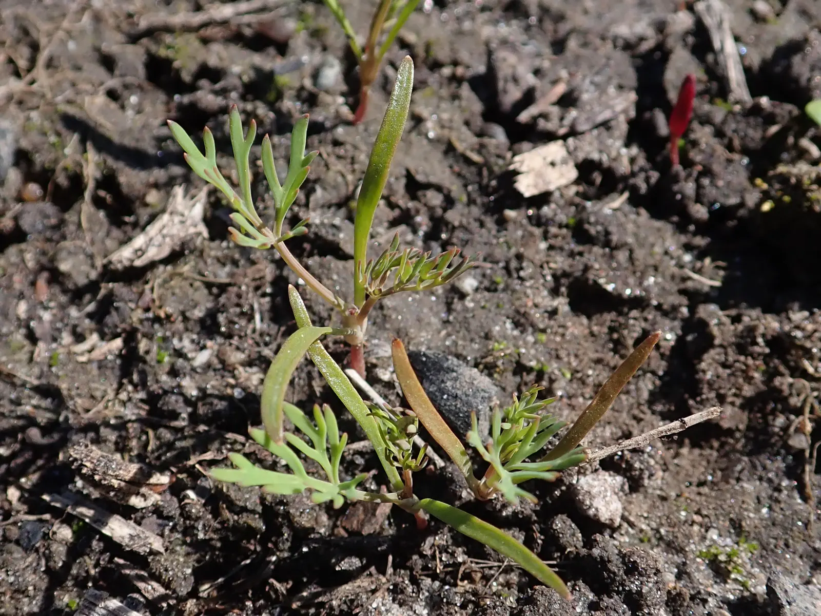 Dill (Anethum Graveolens) — Characterized by feathery; are finely divided and soft to the touch, image 77