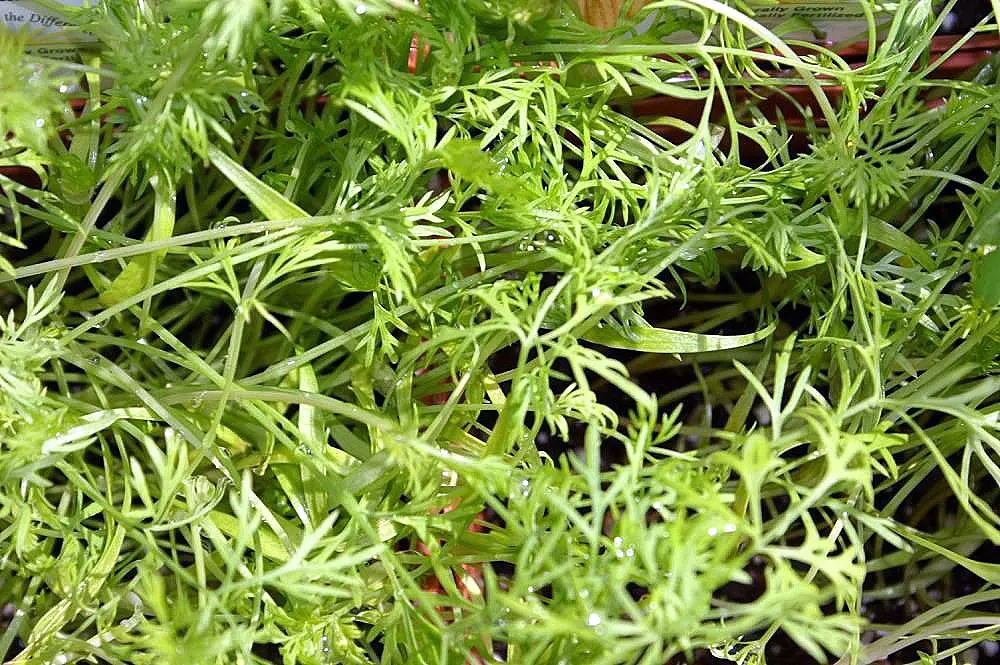 Dill (Anethum Graveolens) — are finely divided and soft to the touch; annual / herb with yellow blooms, image 86