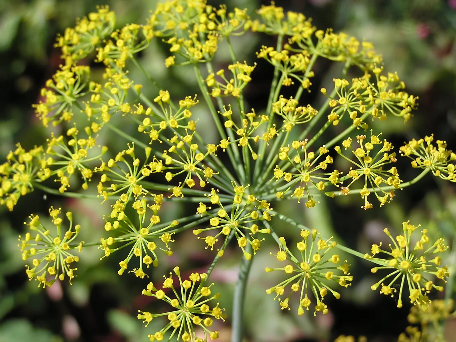Dill (Anethum Graveolens) — Dill (Anethum graveolens) is a hardy, aromatic annual herb reaching 3-5 feet in height; it thrives in full sun and well-drained soil