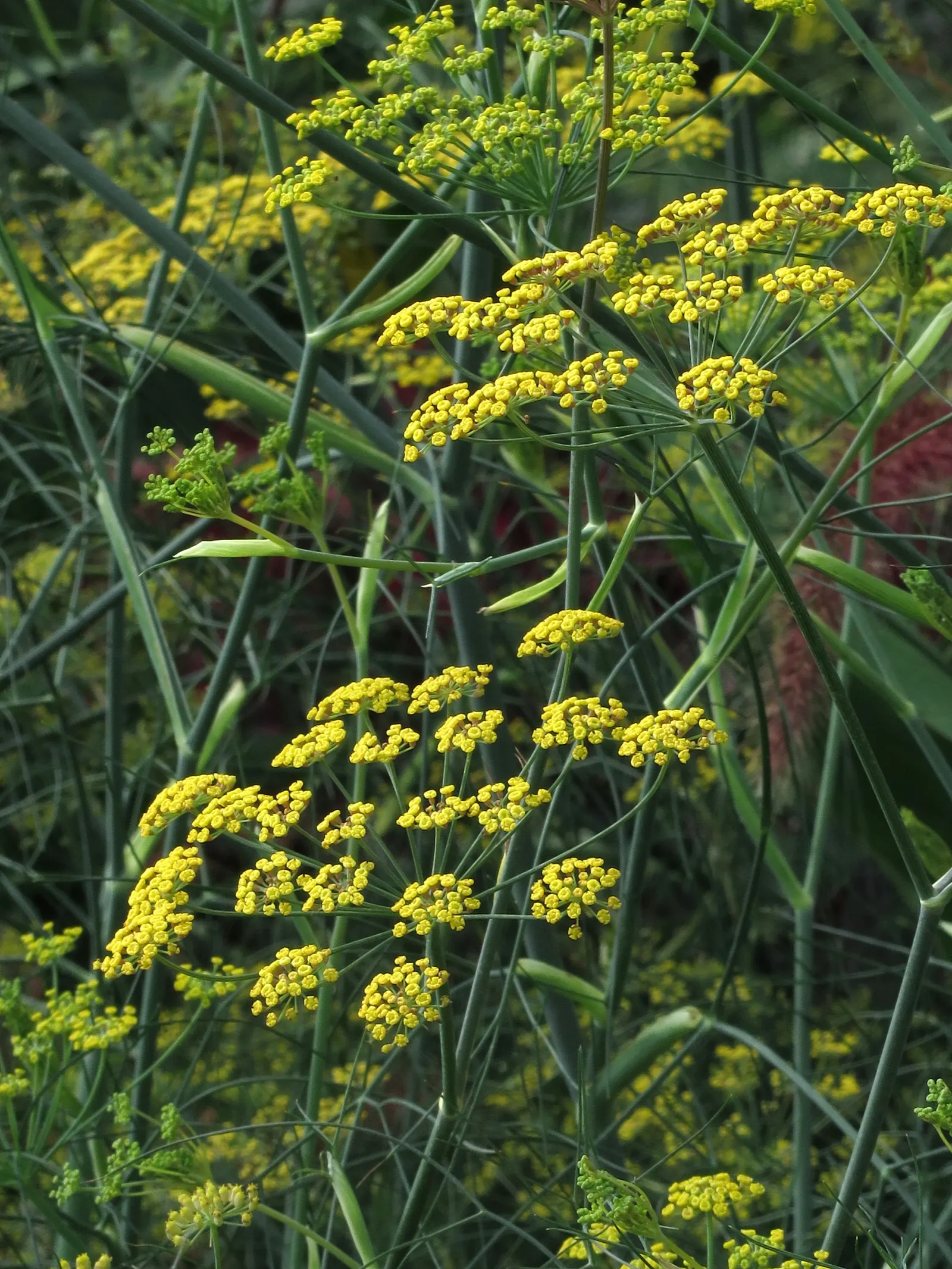Dill (Anethum Graveolens) — Space plants 18-24 inches apart; be sure to include paths or easy access, image 82