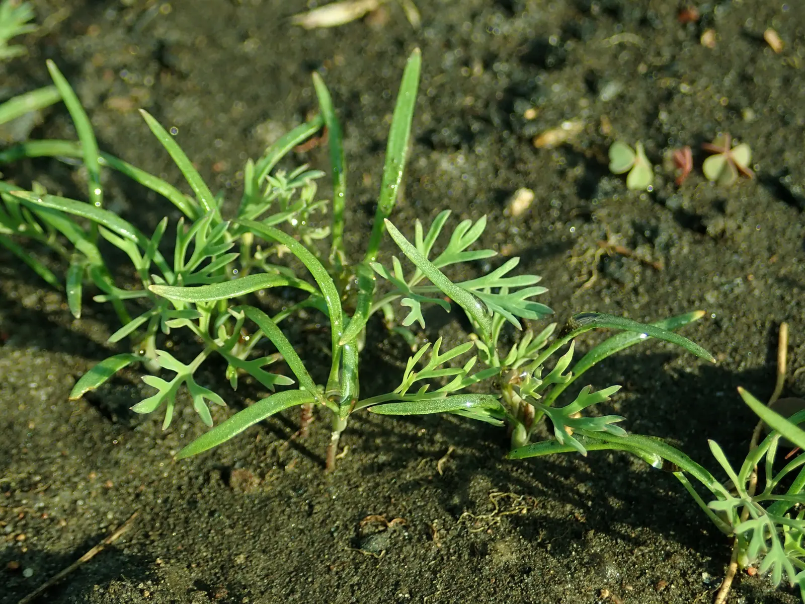 Dill (Anethum Graveolens) — Anethum graveolens thrives in full sun and prefers a well-draining soil with a pH between 5.8 and 6.5; reaches a mature height of