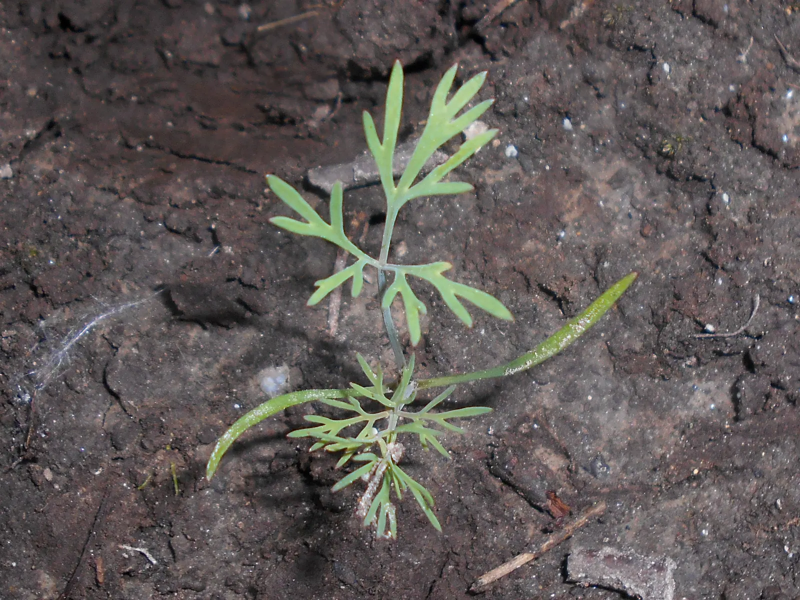 Dill (Anethum Graveolens) — native to the Mediterranean and Eastern Europe; blue-green leaves and delicate yellow umbel flowers, image 58