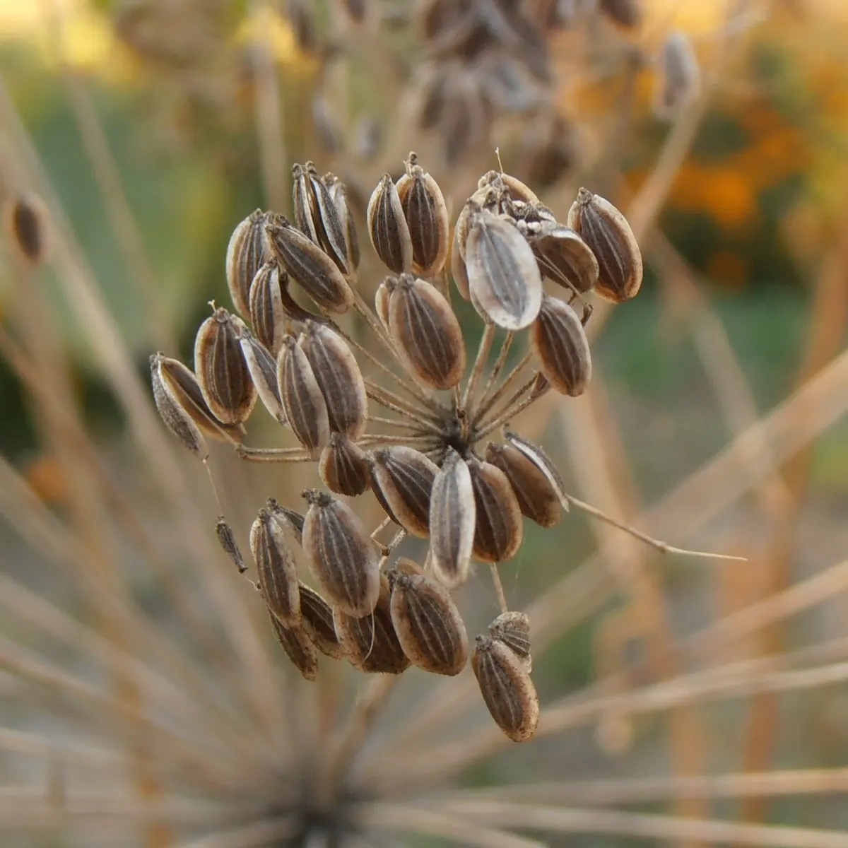 Dill (Anethum Graveolens) — Although fairly drought-tolerant once established, consistent moisture will encourage lusher growth; anethum graveolens, image 67