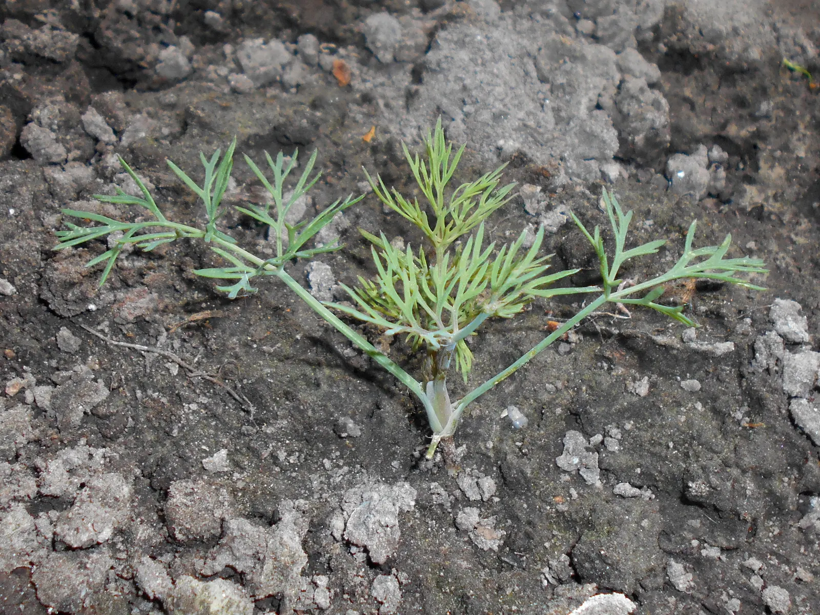 Dill (Anethum Graveolens) — it thrives in full sun and well-drained soil