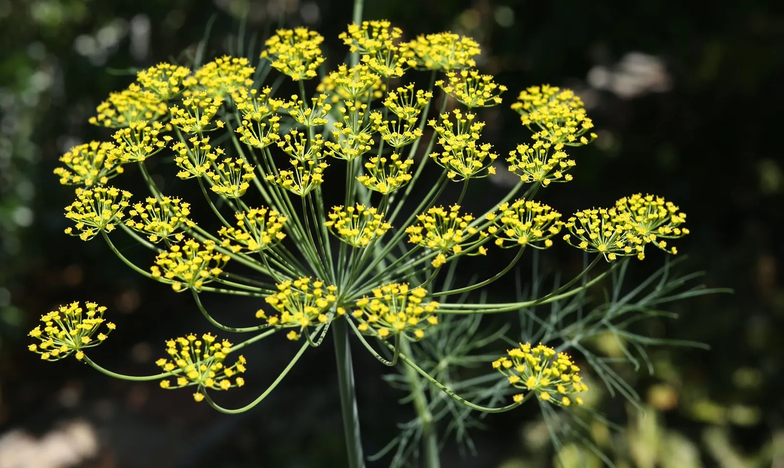 Dill (Anethum Graveolens) — It is worth noting that dill can be a self-seeder