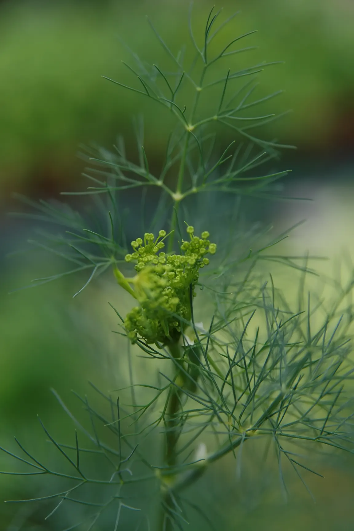 Dill (Anethum Graveolens) — Dill's slender stems and airy foliage provide a soft texture in gardens; space plants 18-24 inches apart, image 55