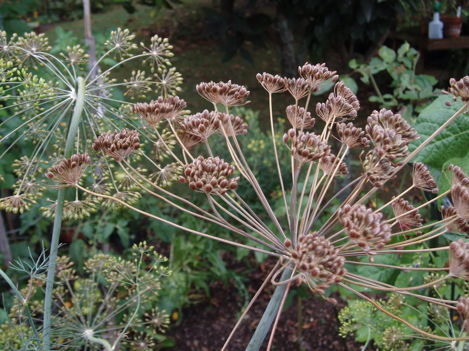 Dill (Anethum Graveolens) — blue-green leaves and delicate yellow umbel flowers