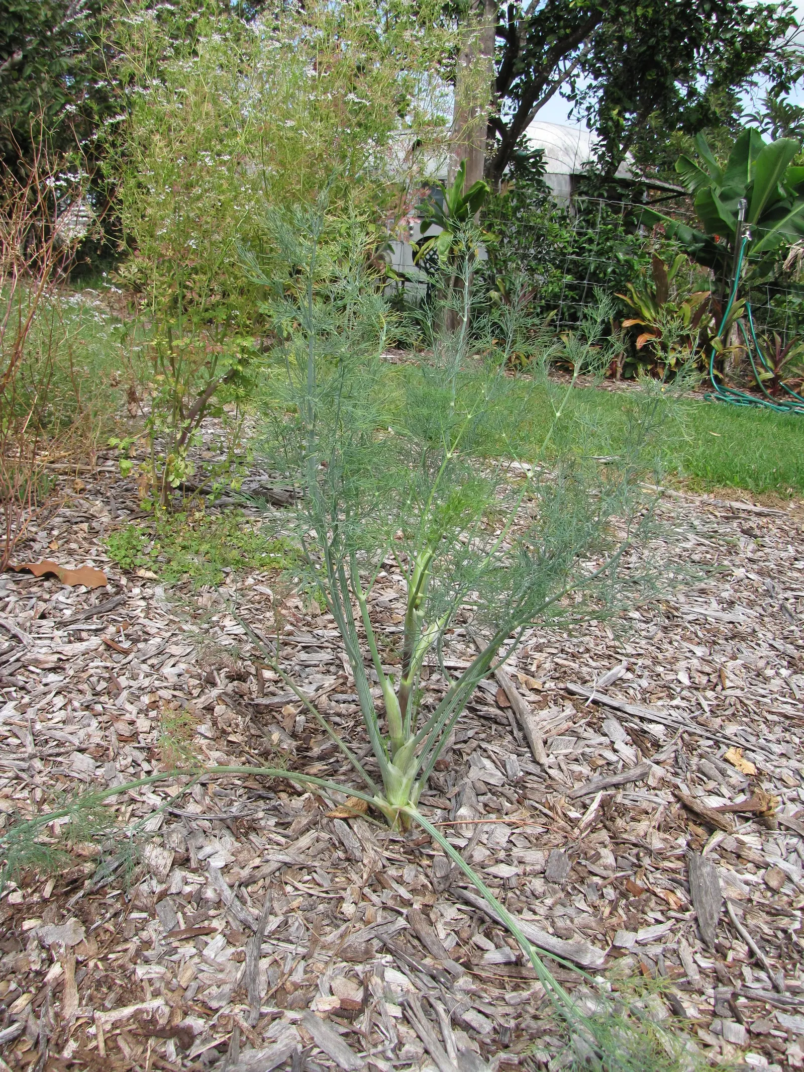 Dill (Anethum Graveolens) — Space plants 18-24 inches apart; be sure to include paths or easy access