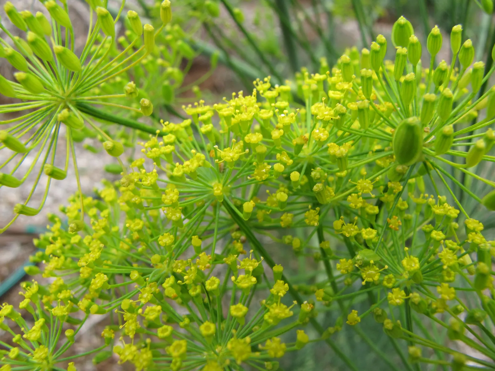 Dill (Anethum Graveolens) — blue-green leaves and delicate yellow umbel flowers; it is worth noting that dill can be a self-seeder, image 78