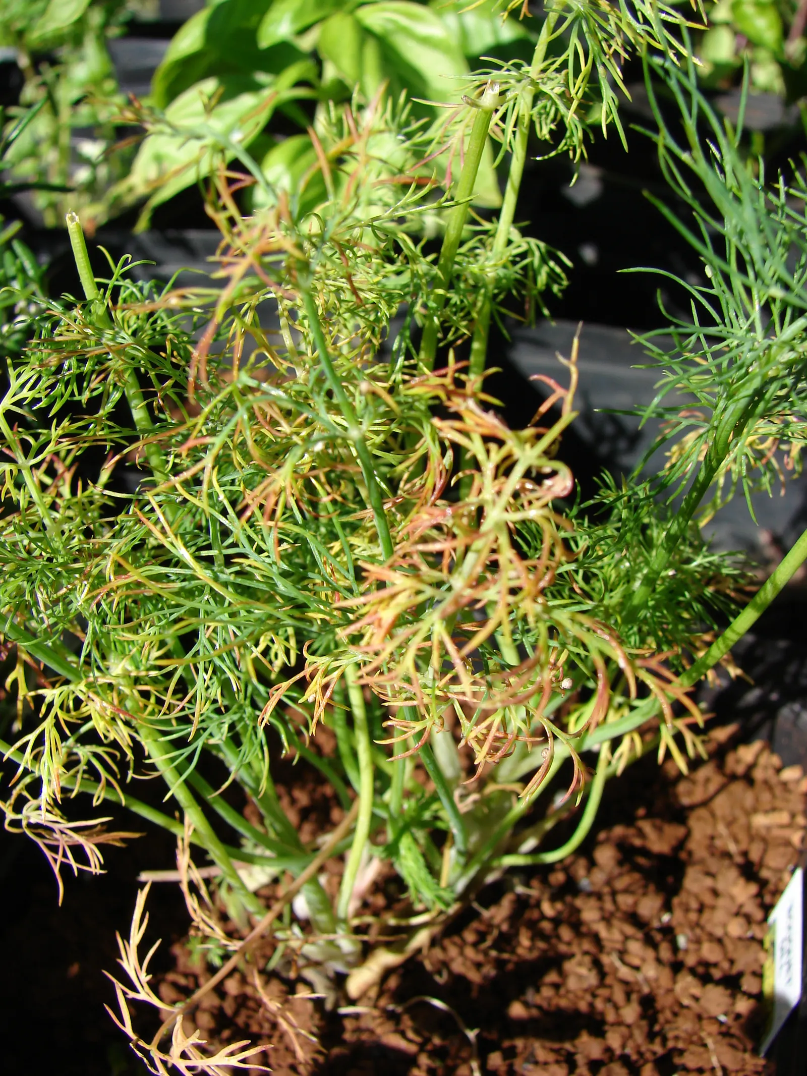 Dill (Anethum Graveolens) — reaches a mature height of roughly 3 to 4 feet and spreads approximately 18 to 24 inches; often referred to as dill weed