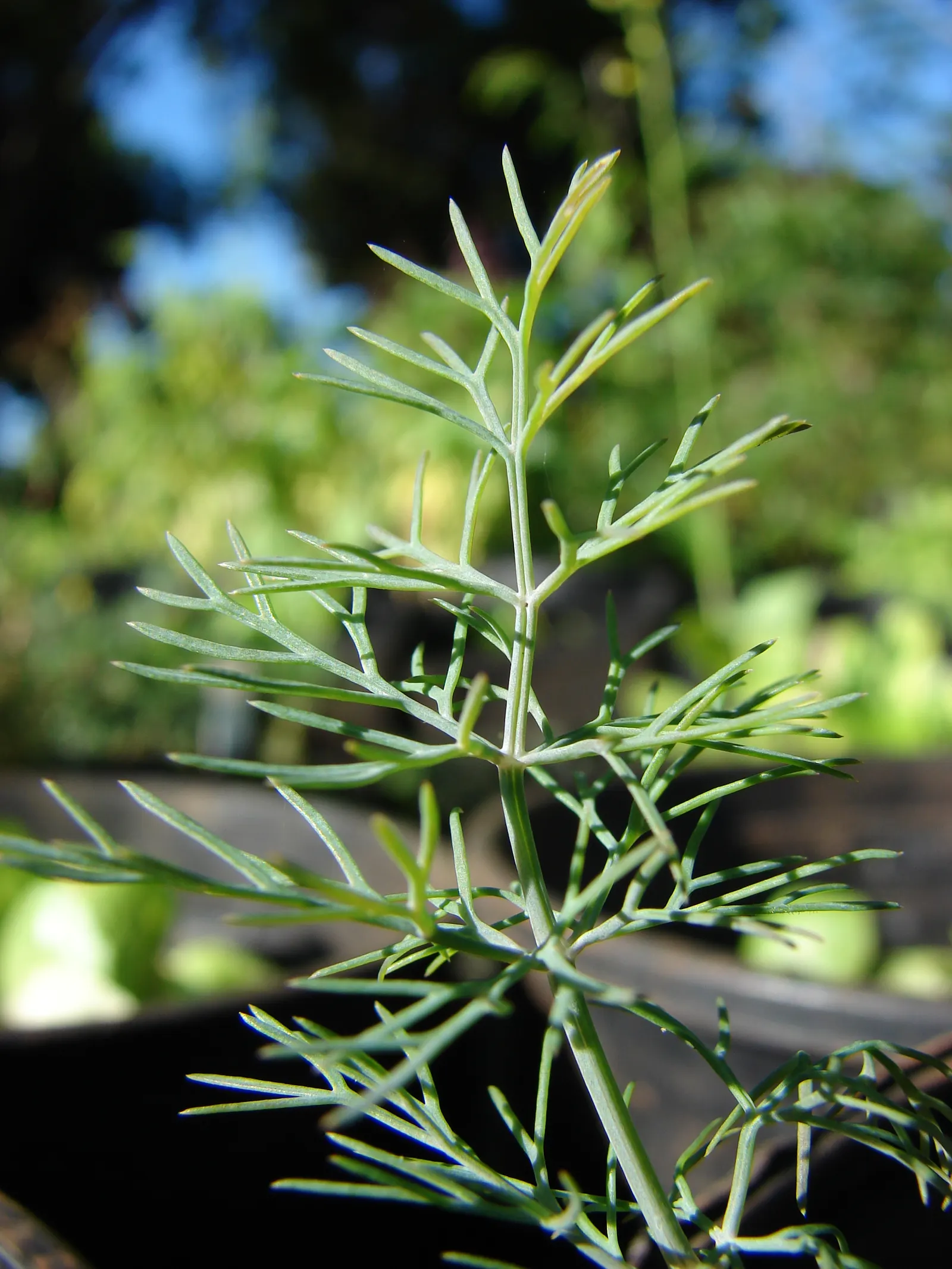 Dill (Anethum Graveolens) — thus serving an ecological purpose in promoting garden biodiversity.<br><br>For optimal growth
