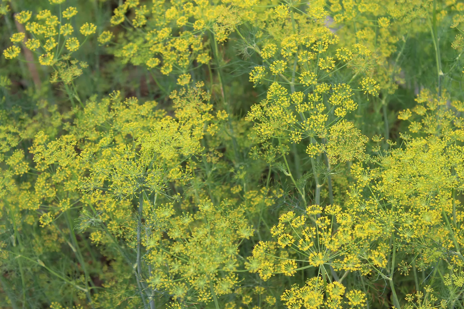 Dill (Anethum Graveolens) — annual / herb with yellow blooms; thus serving an ecological purpose in promoting garden biodiversity.<br><br>For optimal growth