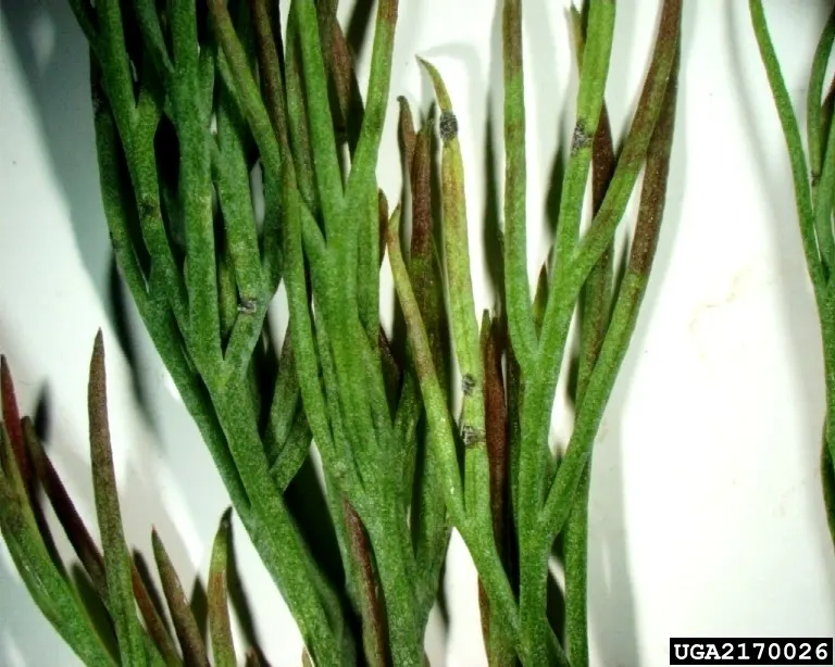 Dill (Anethum Graveolens) — Although fairly drought-tolerant once established, consistent moisture will encourage lusher growth; anethum graveolens thrives in