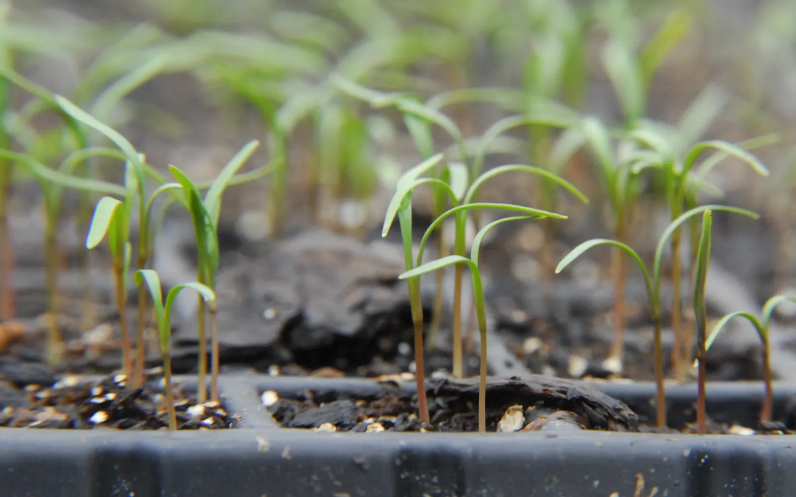 Dill (Anethum Graveolens) — dill produces umbrella-like yellow flowers that are highly attractive to beneficial insects