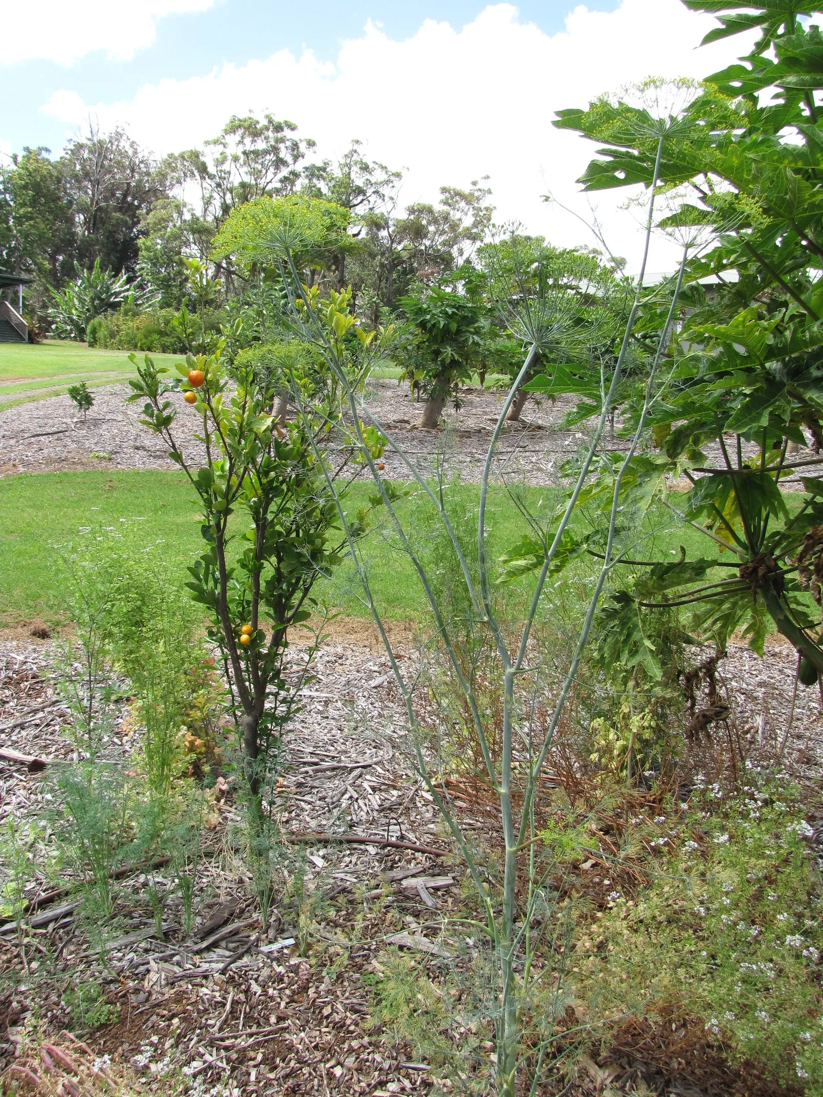 Dill (Anethum Graveolens) — native to the Mediterranean and Eastern Europe