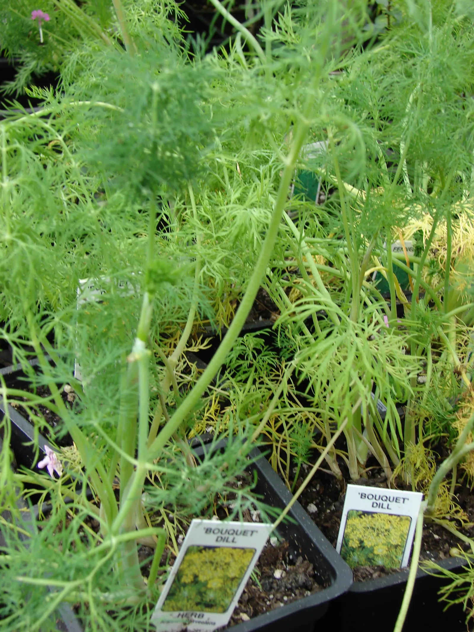 Dill (Anethum Graveolens) — native to the Mediterranean and Eastern Europe; blue-green leaves and delicate yellow umbel flowers