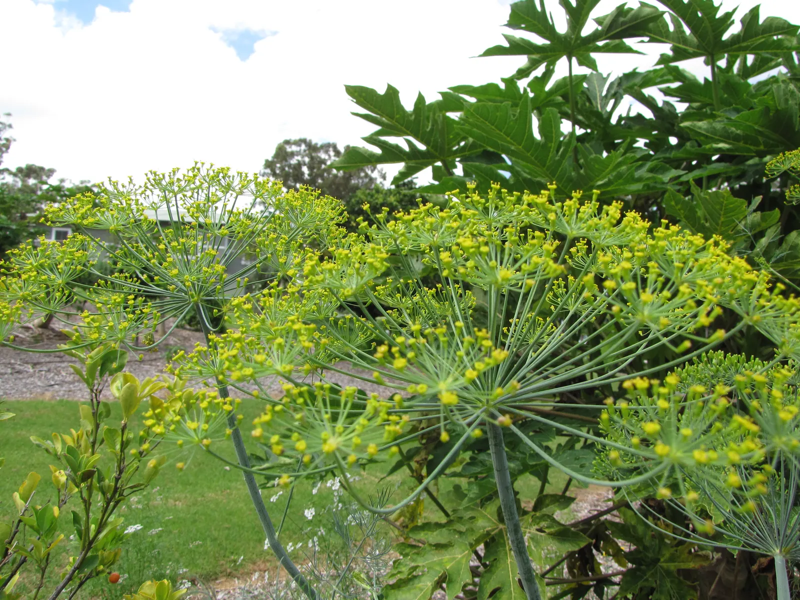 Dill (Anethum Graveolens) — Dill's slender stems and airy foliage provide a soft texture in gardens; space plants 18-24 inches apart, image 80