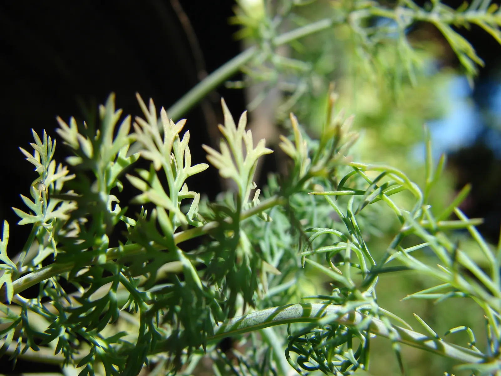 Dill (Anethum Graveolens) — Be sure to include paths or easy access