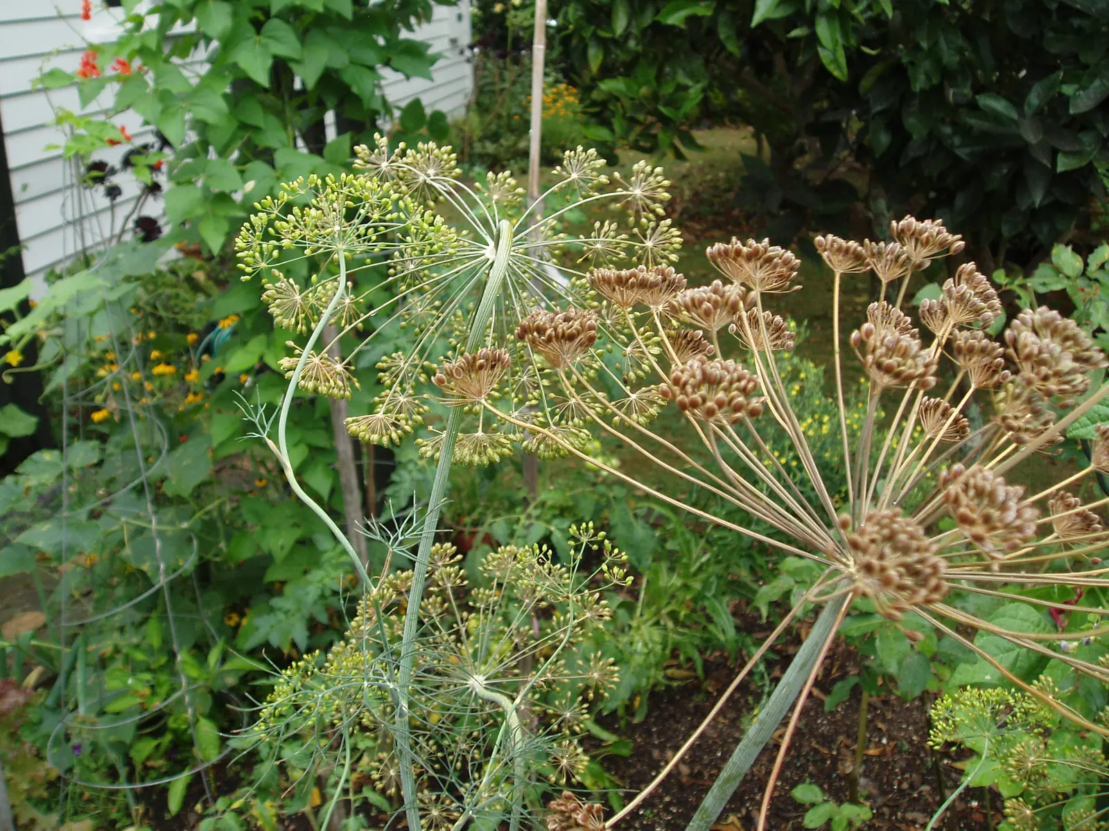 Dill (Anethum Graveolens) — such as butterflies and bees; making it a useful companion in the garden.<br><br>When considering this herb for, image 89