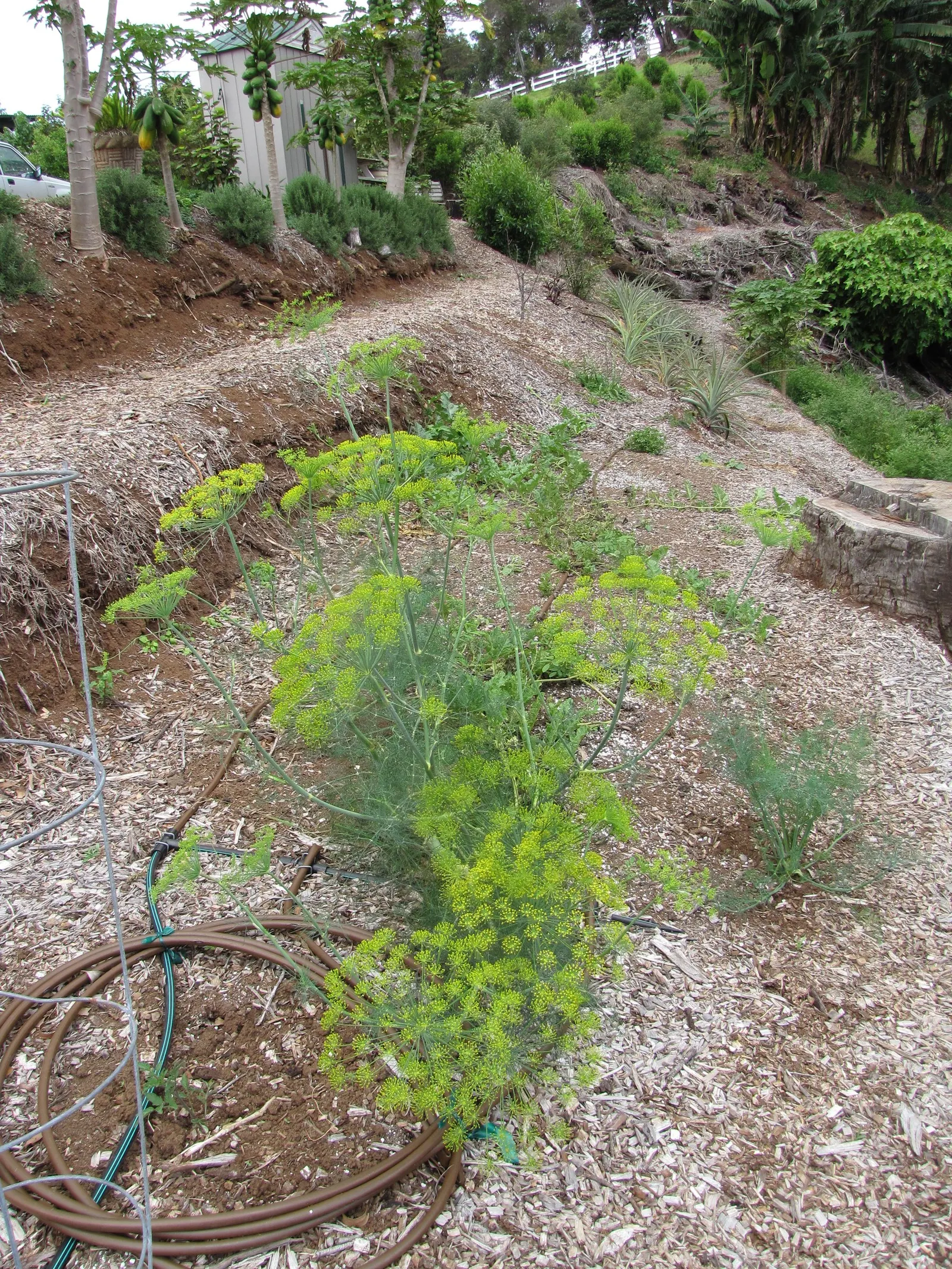 Dill (Anethum Graveolens) — often referred to as dill weed; although fairly drought-tolerant once established, consistent moisture will encourage, image 85