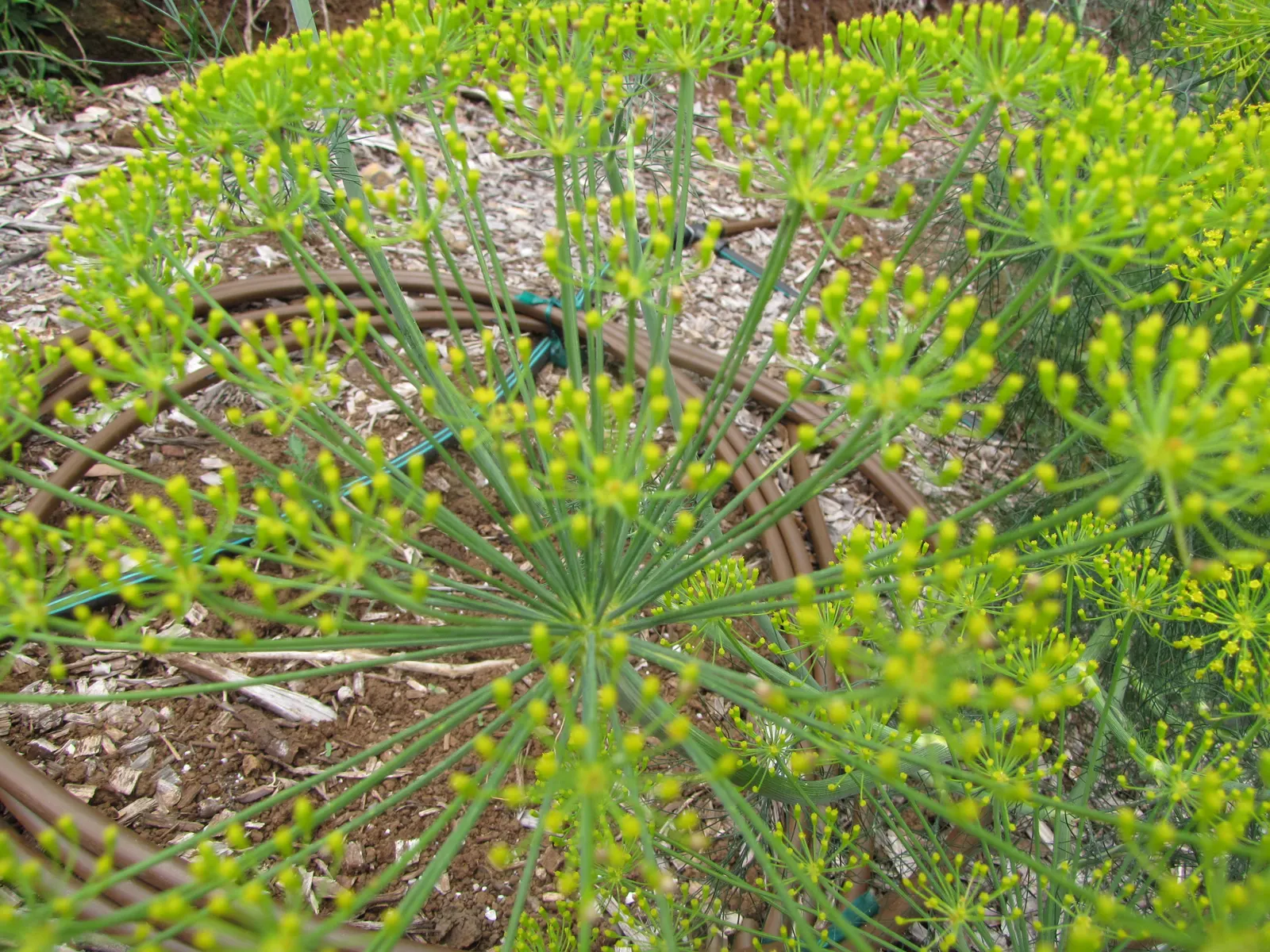 Dill (Anethum Graveolens) — as its leaves and seeds are frequently harvested during the growing season; dill (Anethum graveolens) is a hardy, image 72