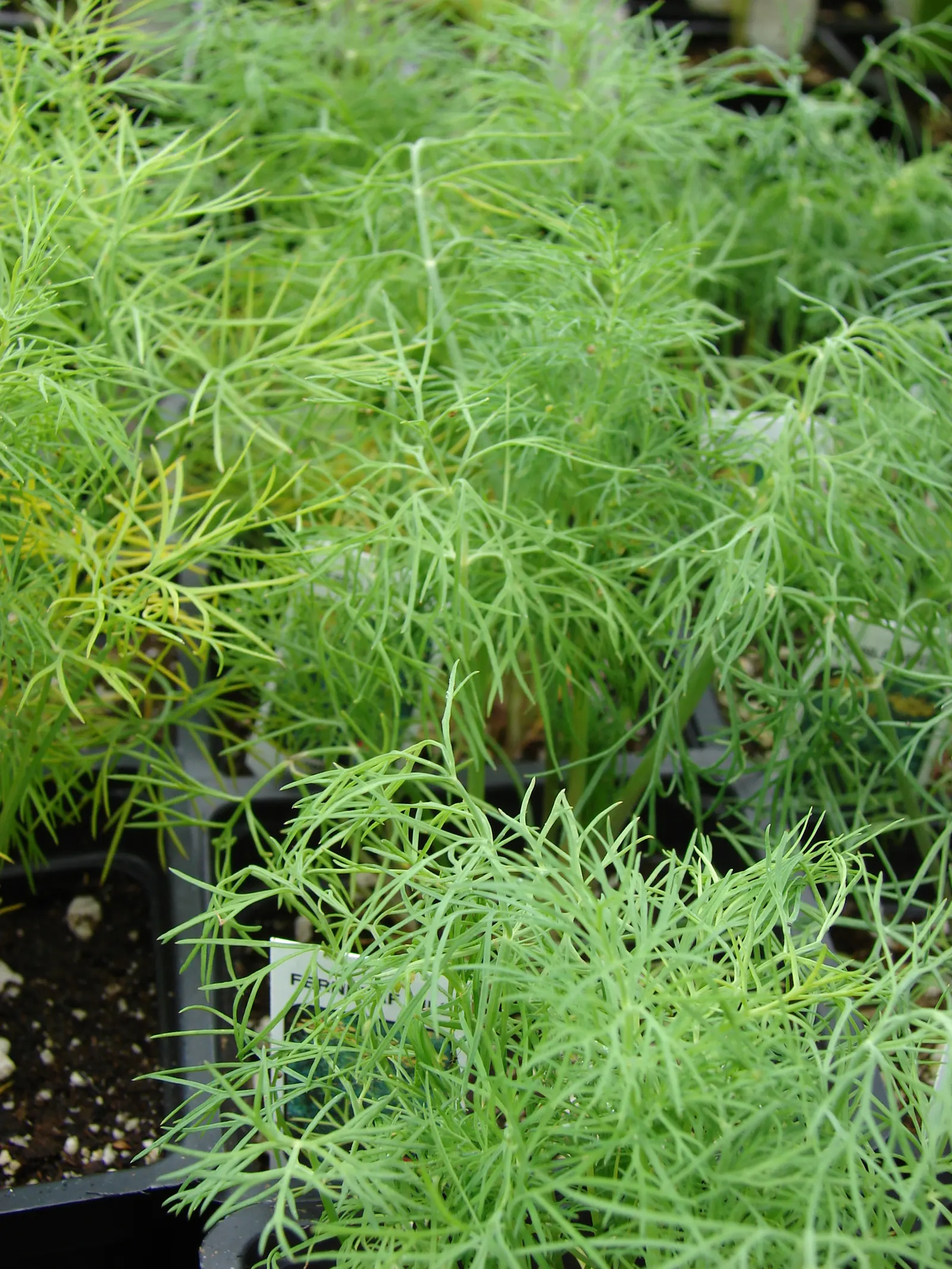 Dill (Anethum Graveolens) — Dill's slender stems and airy foliage provide a soft texture in gardens; space plants 18-24 inches apart