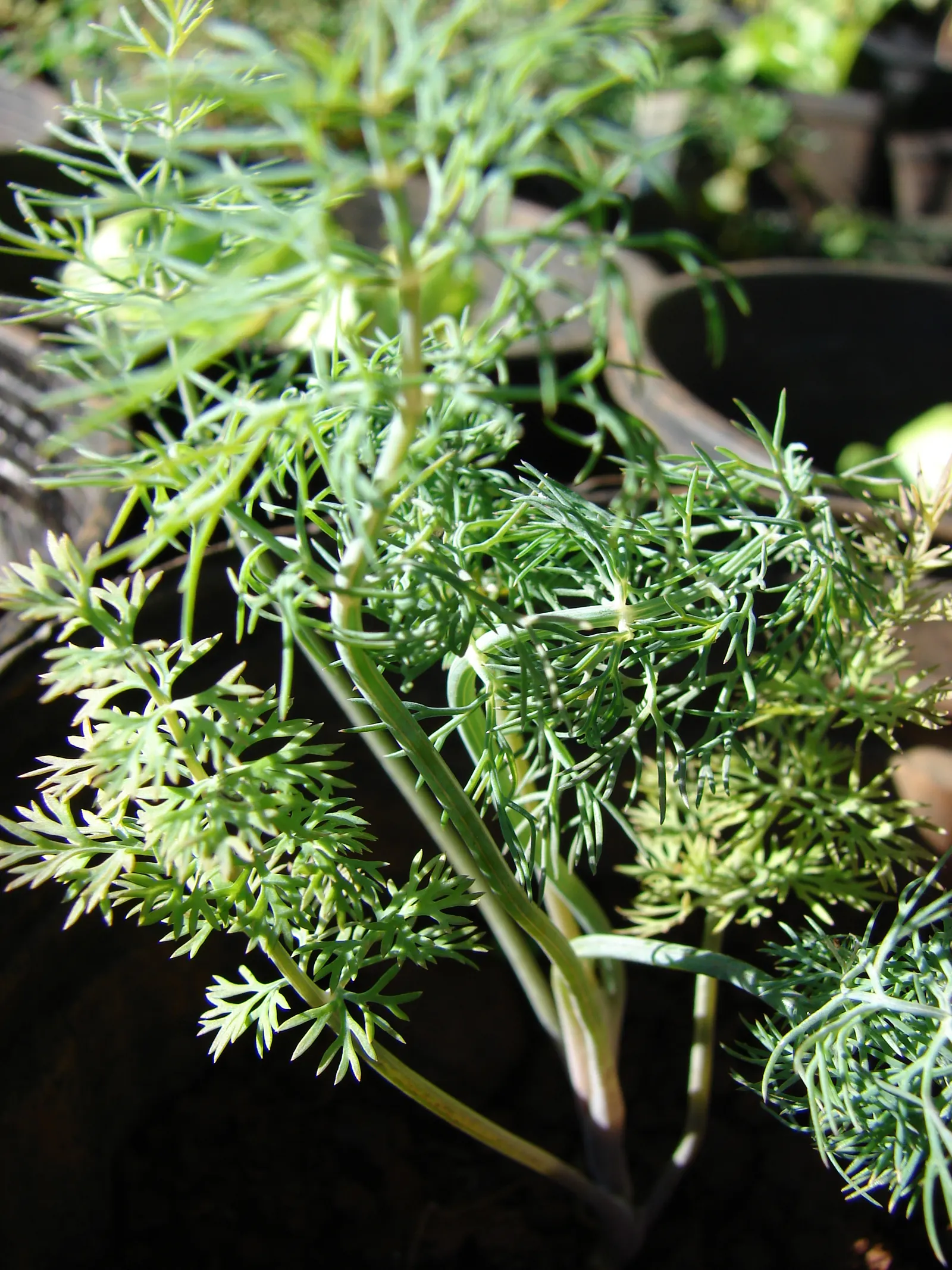 Dill (Anethum Graveolens) — reaches a mature height of roughly 3 to 4 feet and spreads approximately 18 to 24 inches; often referred to as dill weed, image 84