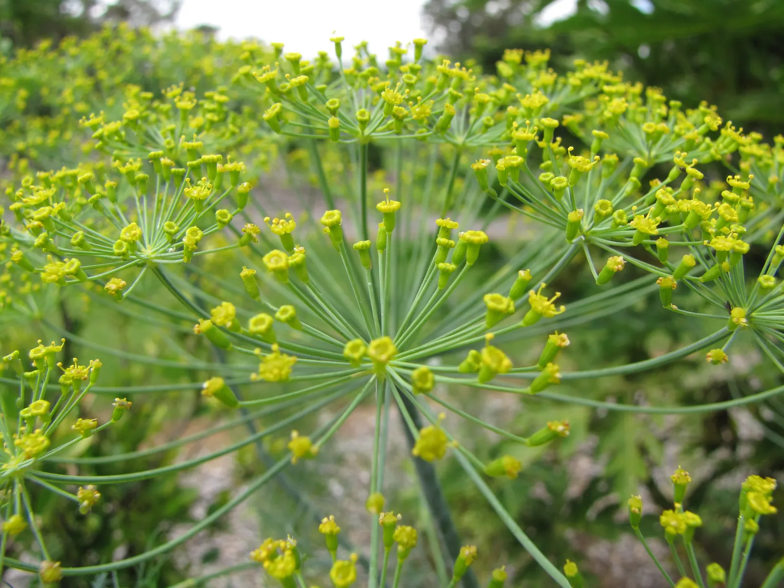 Dill (Anethum Graveolens) — are finely divided and soft to the touch