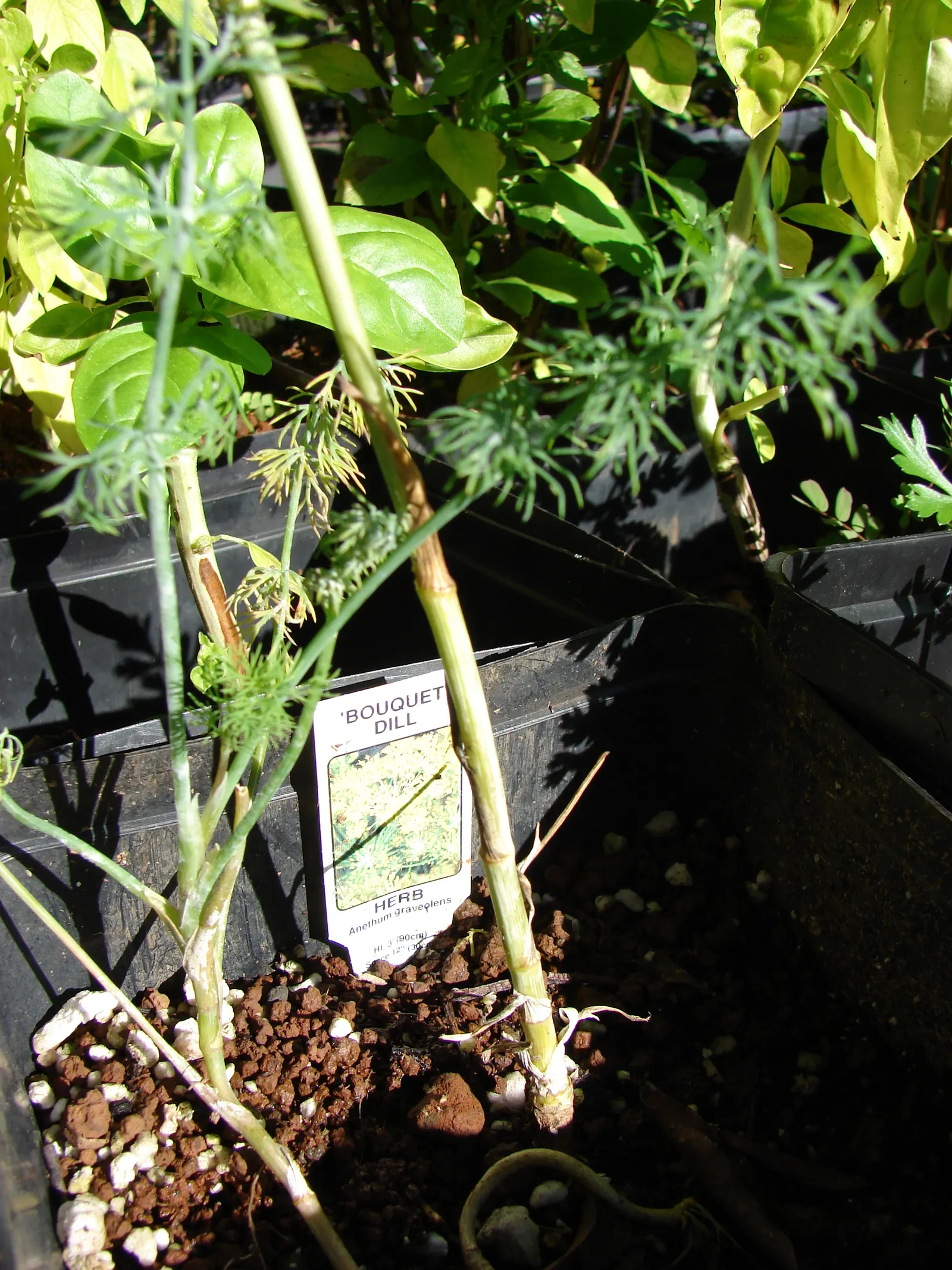 Dill (Anethum Graveolens) — Anethum graveolens thrives in full sun and prefers a well-draining soil with a pH between 5.8 and 6.5