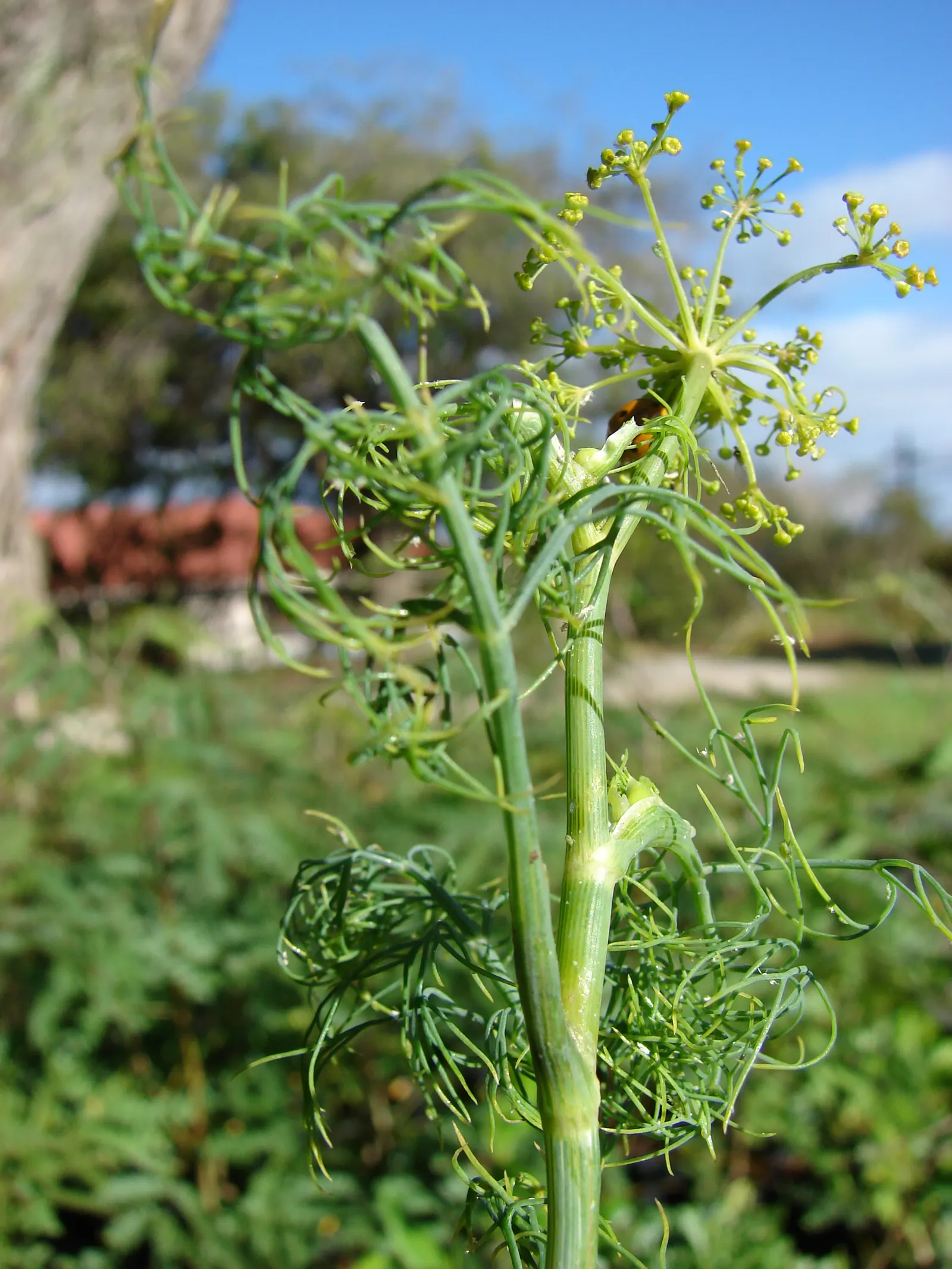 Dill (Anethum Graveolens) — dill produces umbrella-like yellow flowers that are highly attractive to beneficial insects, image 63