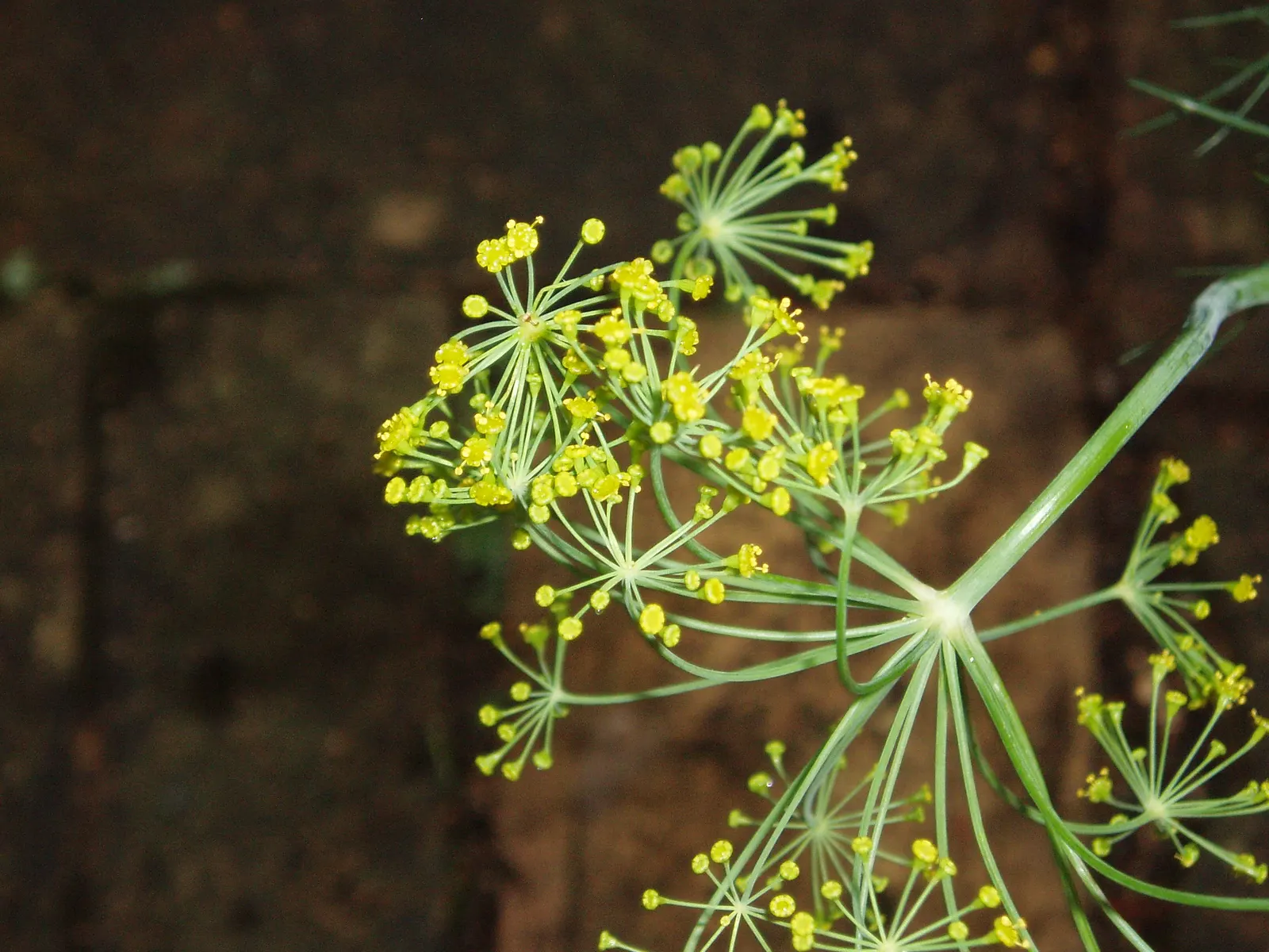Dill (Anethum Graveolens) — Space plants 18-24 inches apart; be sure to include paths or easy access, image 57