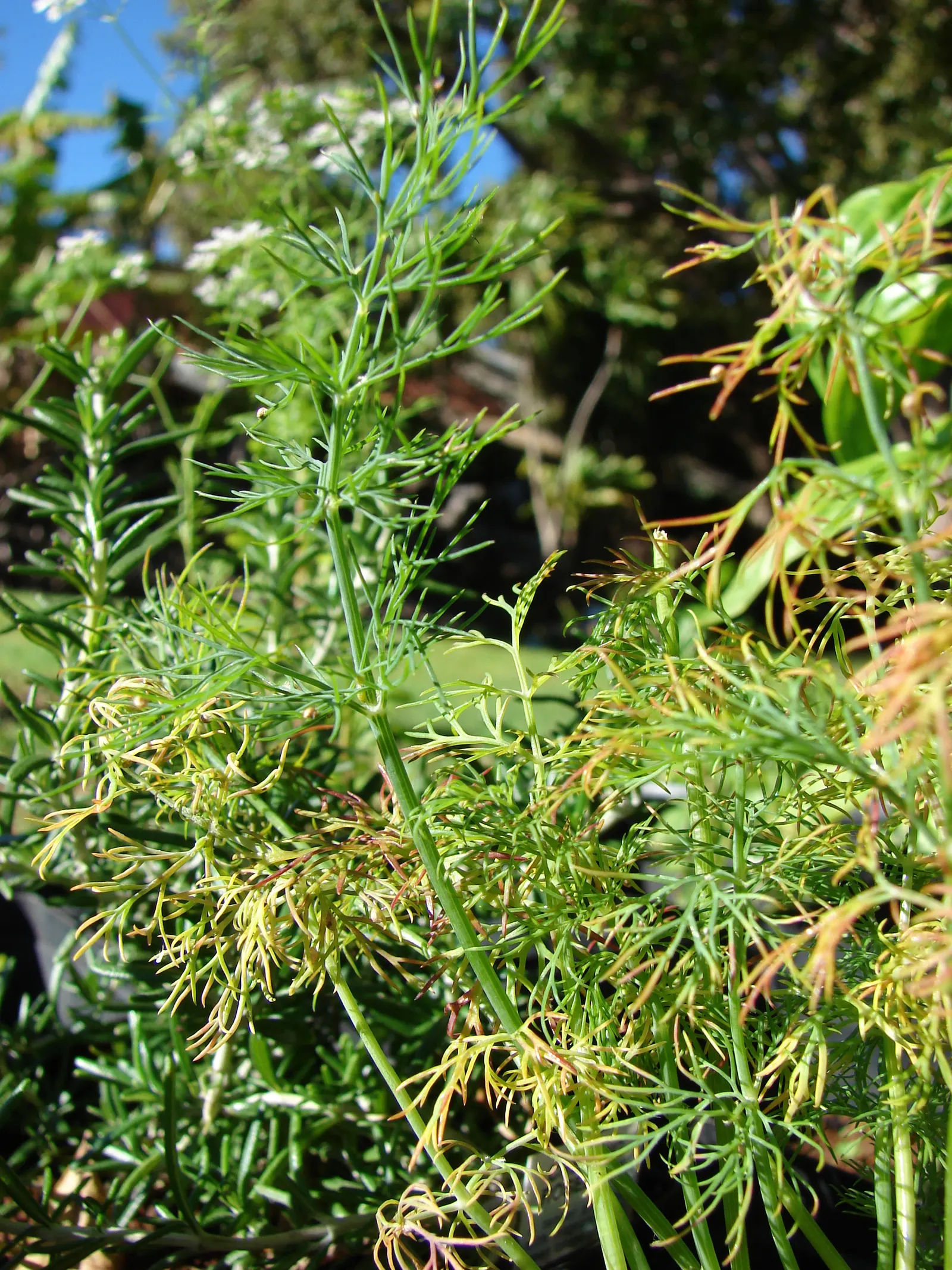 Dill (Anethum Graveolens) — It offers culinary value with flavorful seeds and leaves, and attracts beneficial insects; such as butterflies and bees, image 56