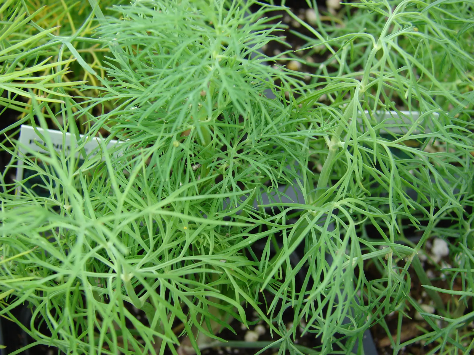 Dill (Anethum Graveolens) — annual / herb for full; as its leaves and seeds are frequently harvested during the growing season, image 75
