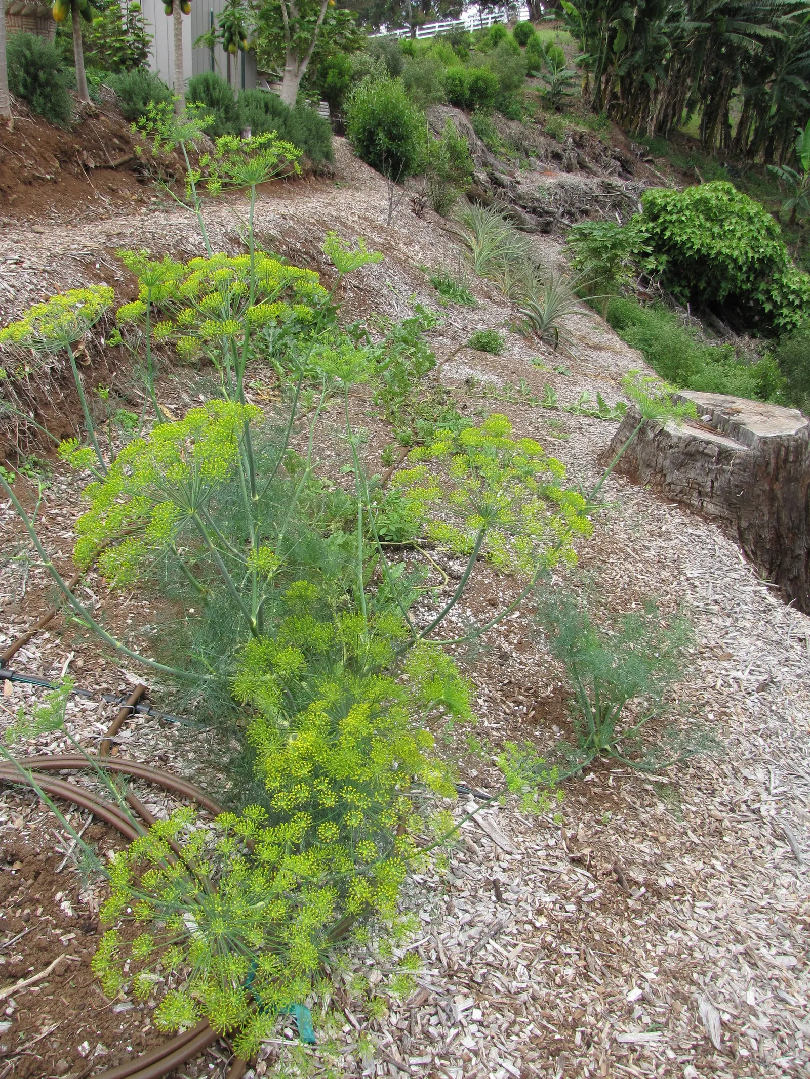 Dill (Anethum Graveolens) — such as butterflies and bees; making it a useful companion in the garden.<br><br>When considering this herb for landscape design