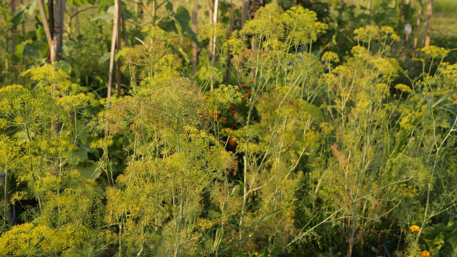 Dill (Anethum Graveolens) — It is worth noting that dill can be a self-seeder; yellow flowers in the garden, image 93