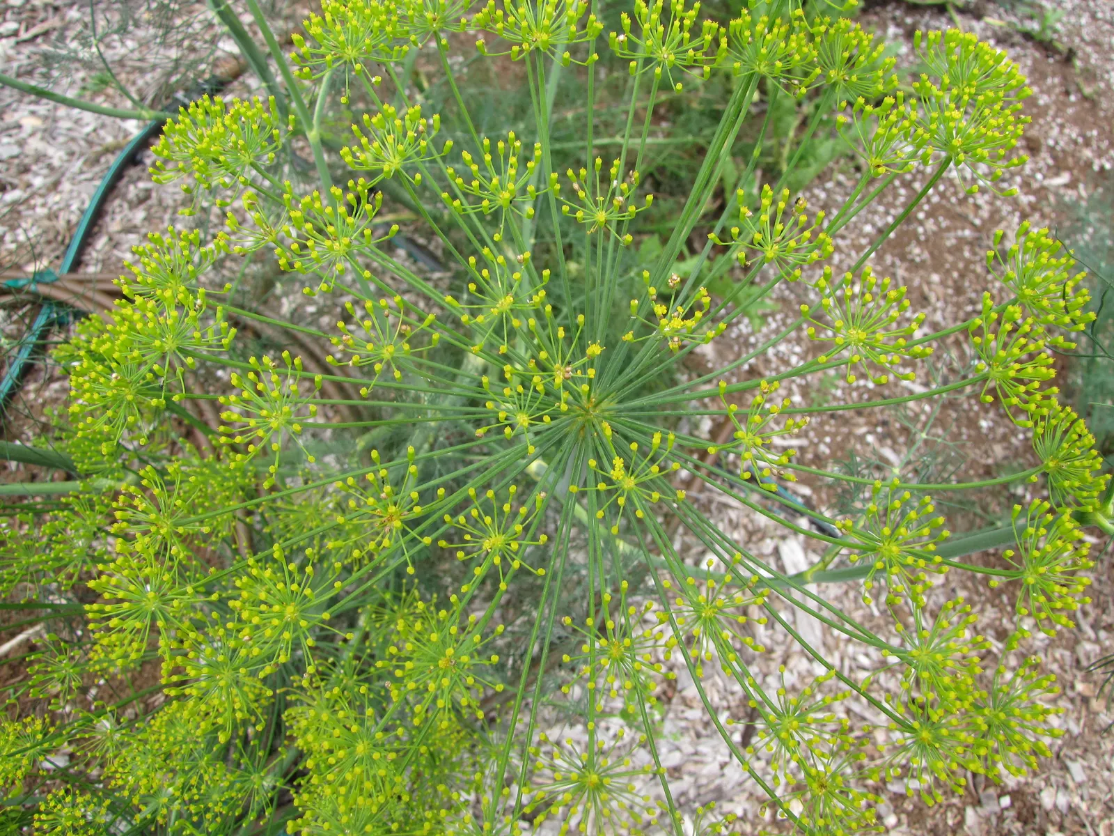 Dill (Anethum Graveolens) — thus serving an ecological purpose in promoting garden biodiversity.<br><br>For optimal growth; characterized by, image 65