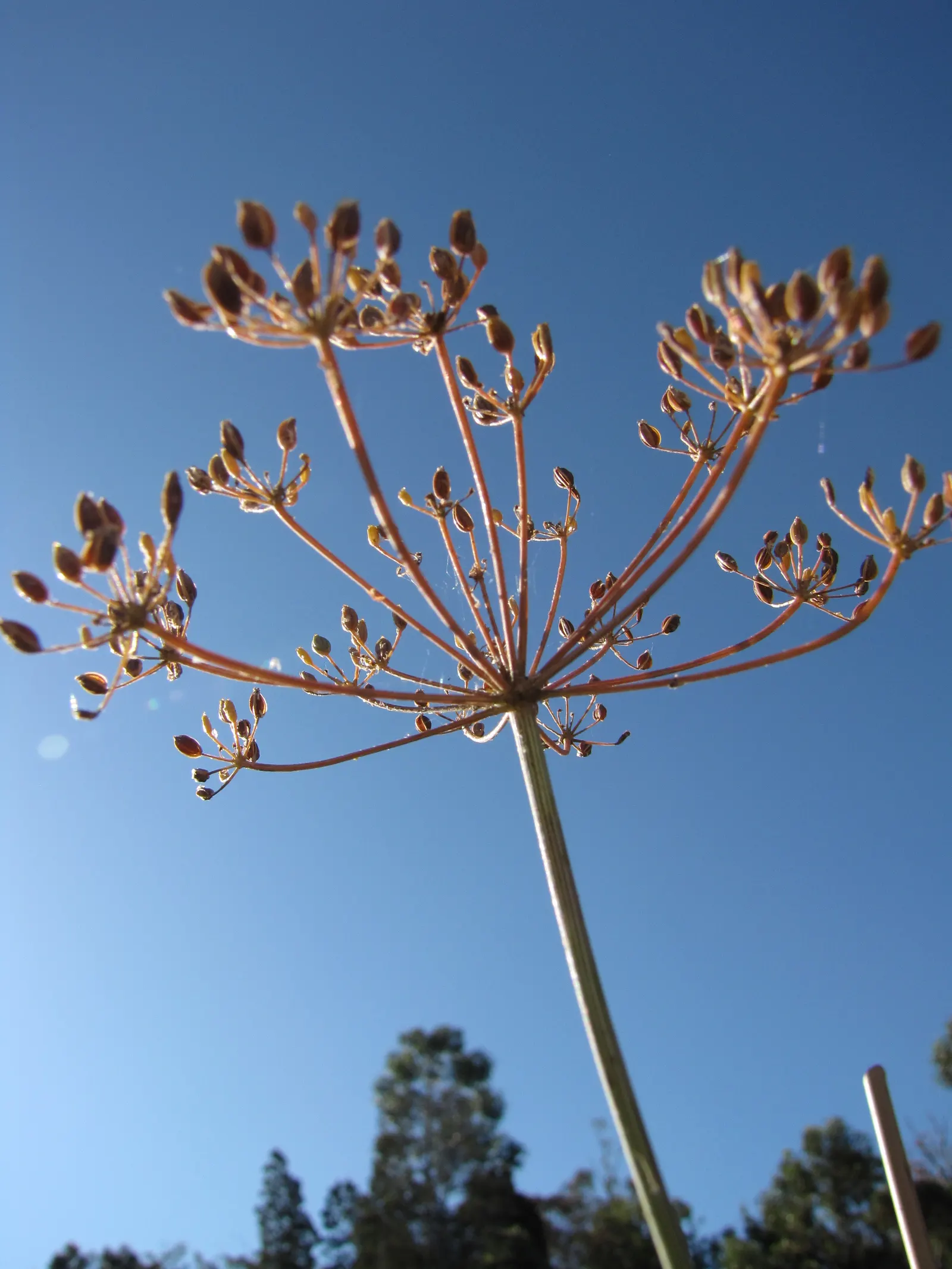 Dill (Anethum Graveolens) — blue-green leaves and delicate yellow umbel flowers; it is worth noting that dill can be a self-seeder