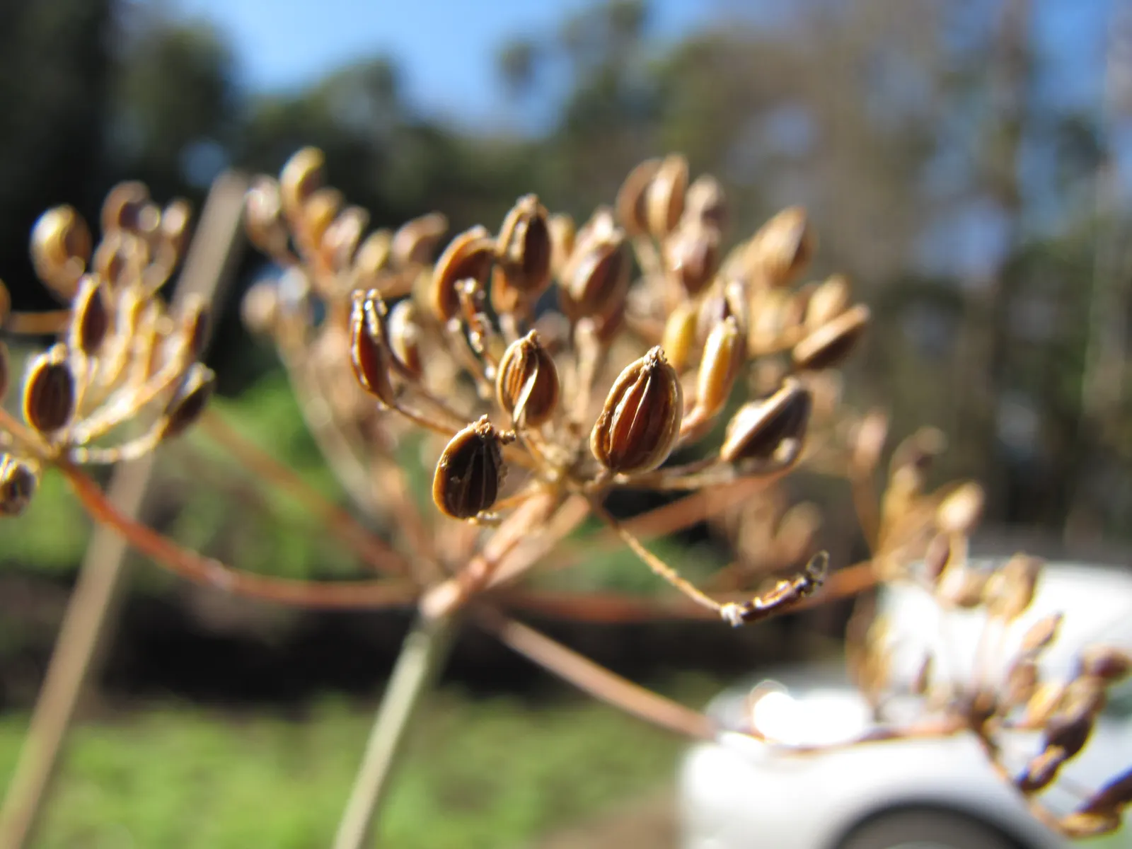 Dill (Anethum Graveolens) — annual / herb with yellow blooms